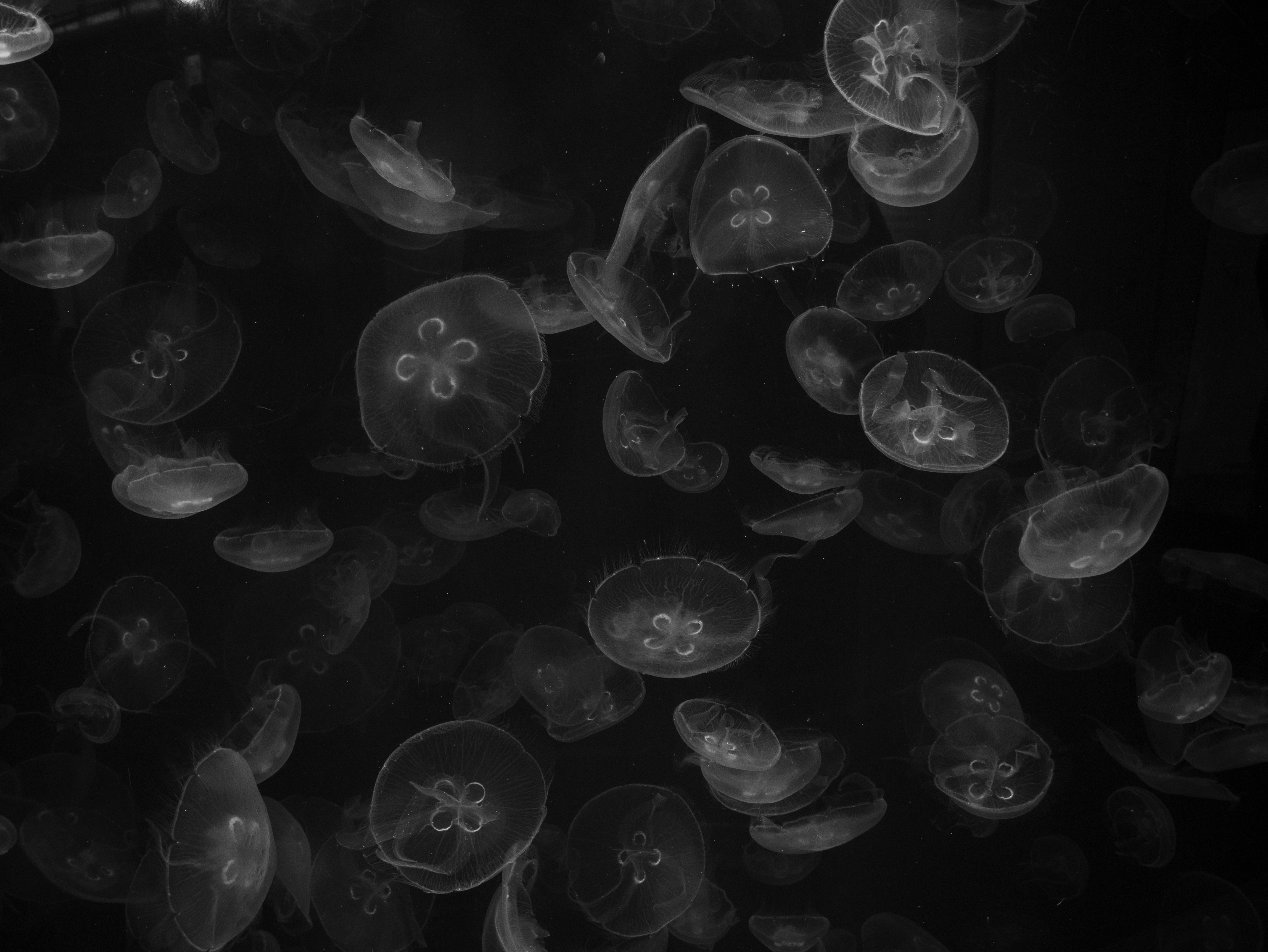 stormo di meduse che galleggiano su uno sfondo scuro