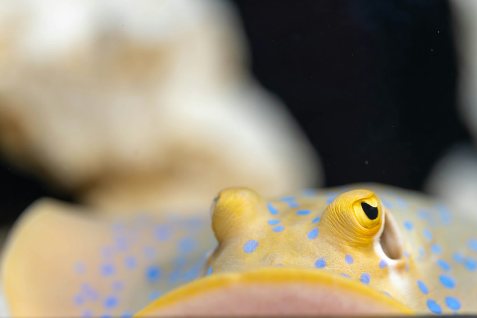 Primo piano del volto di una razza gialla maculata