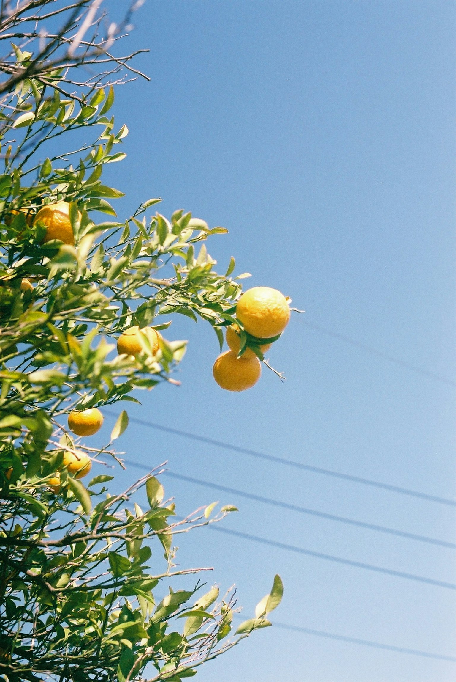 Tree with yellow citrus fruits under a blue sky