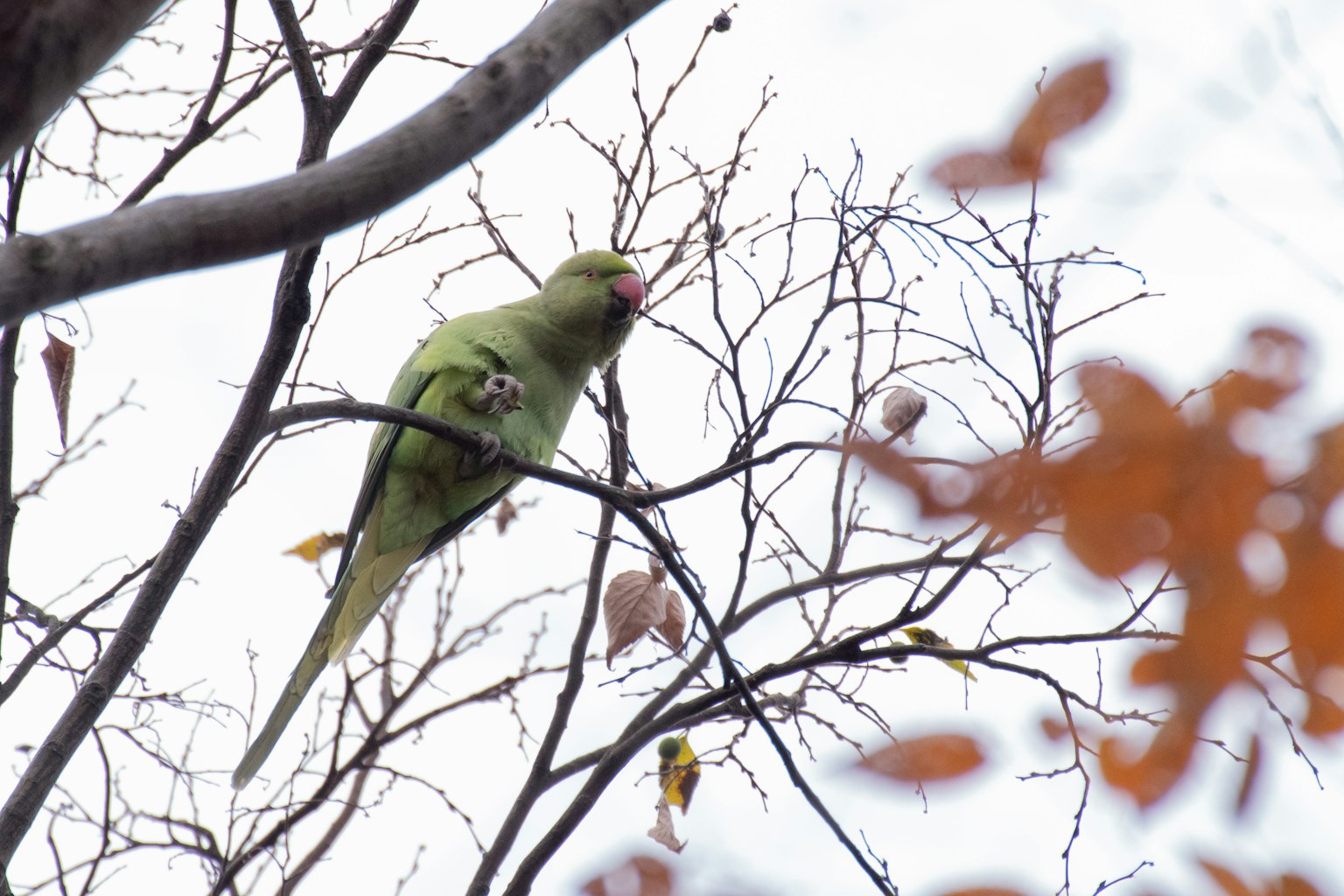 Pappagallo verde appollaiato su un ramo