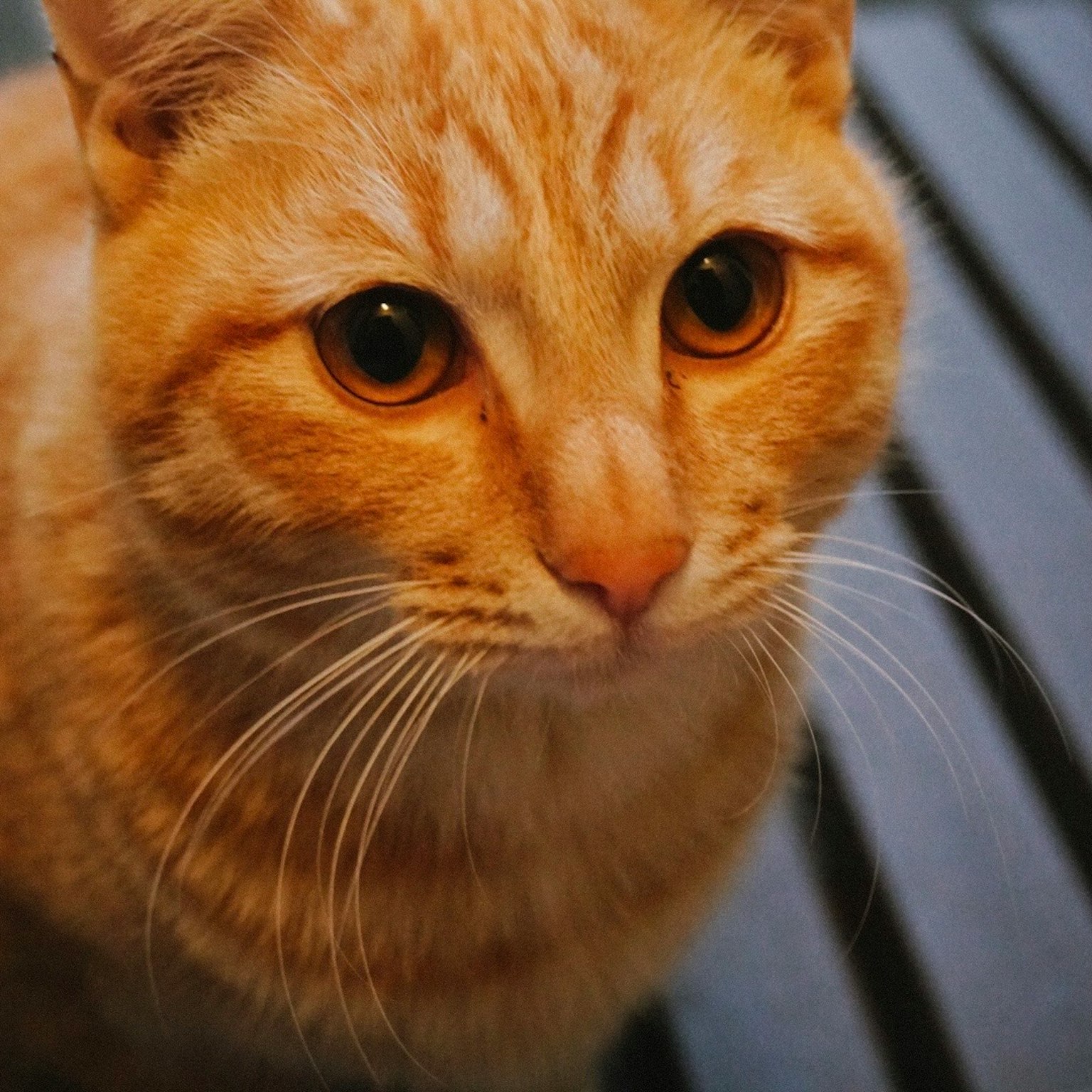 Orange cat looking at the camera