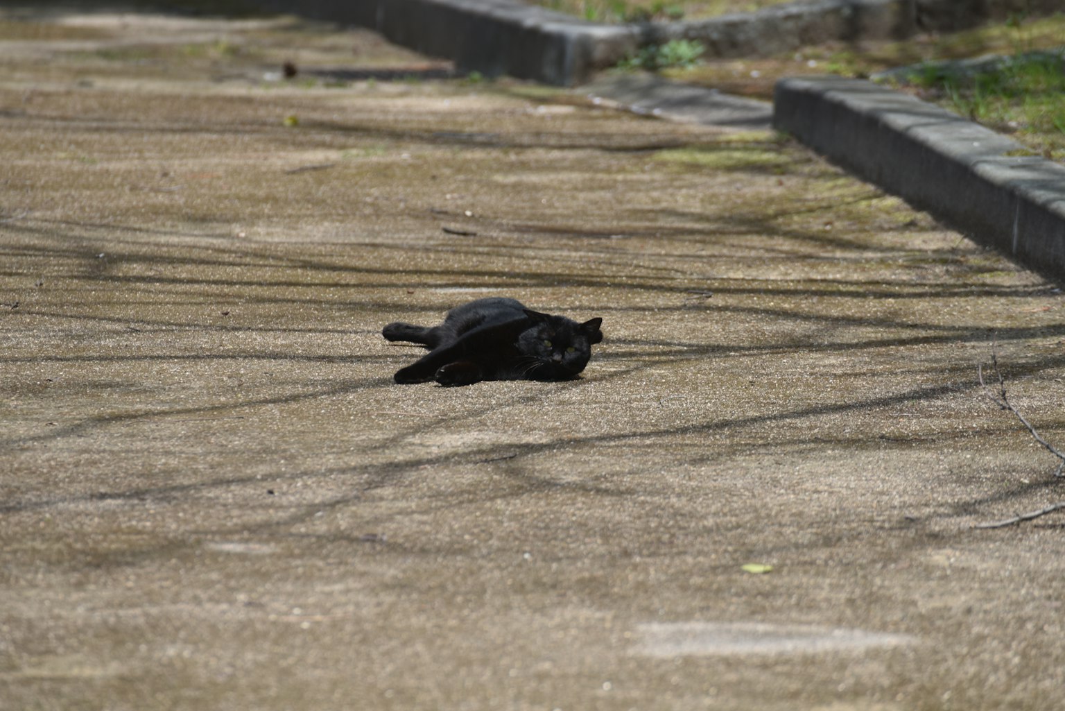 Seekor kucing hitam berbaring di atas aspal dengan bayangan di sekitarnya