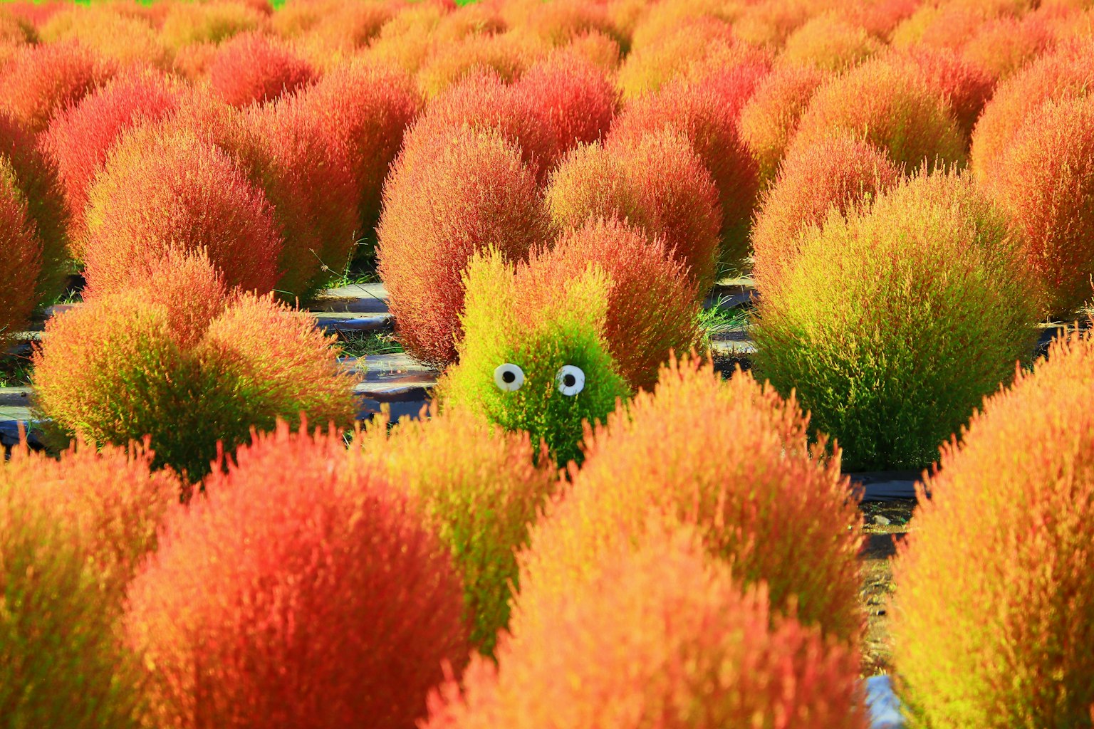 A colorful field of round plants with a character featuring green eyes peeking through