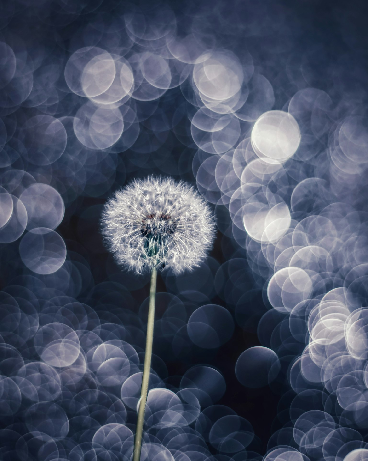 Primo piano di un soffione su uno sfondo blu con bellissimi effetti bokeh