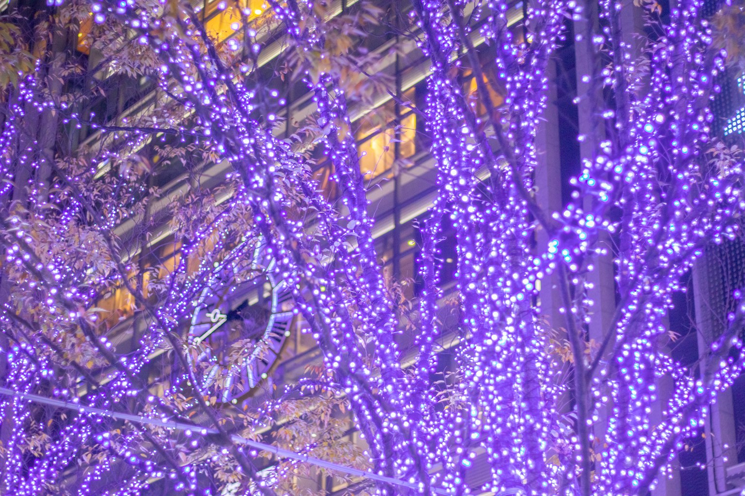 กิ่งไม้ประดับไฟสีม่วงและอาคารเบื้องหลัง