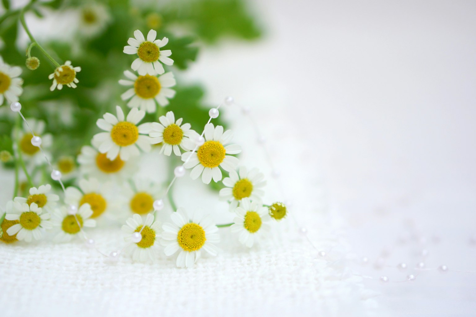 Ein Strauß aus kleinen weißen Blumen mit gelben Mittelpunkten auf einem weißen Hintergrund