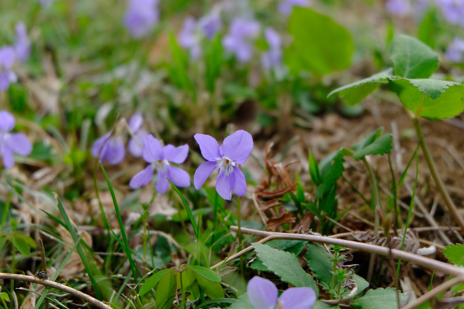 Close-up of purple flowers in a green grassy field