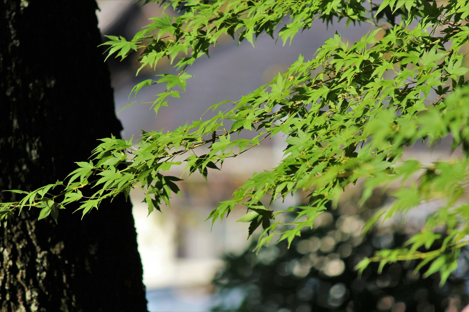 Hojas verdes en una rama de árbol con un edificio borroso de fondo