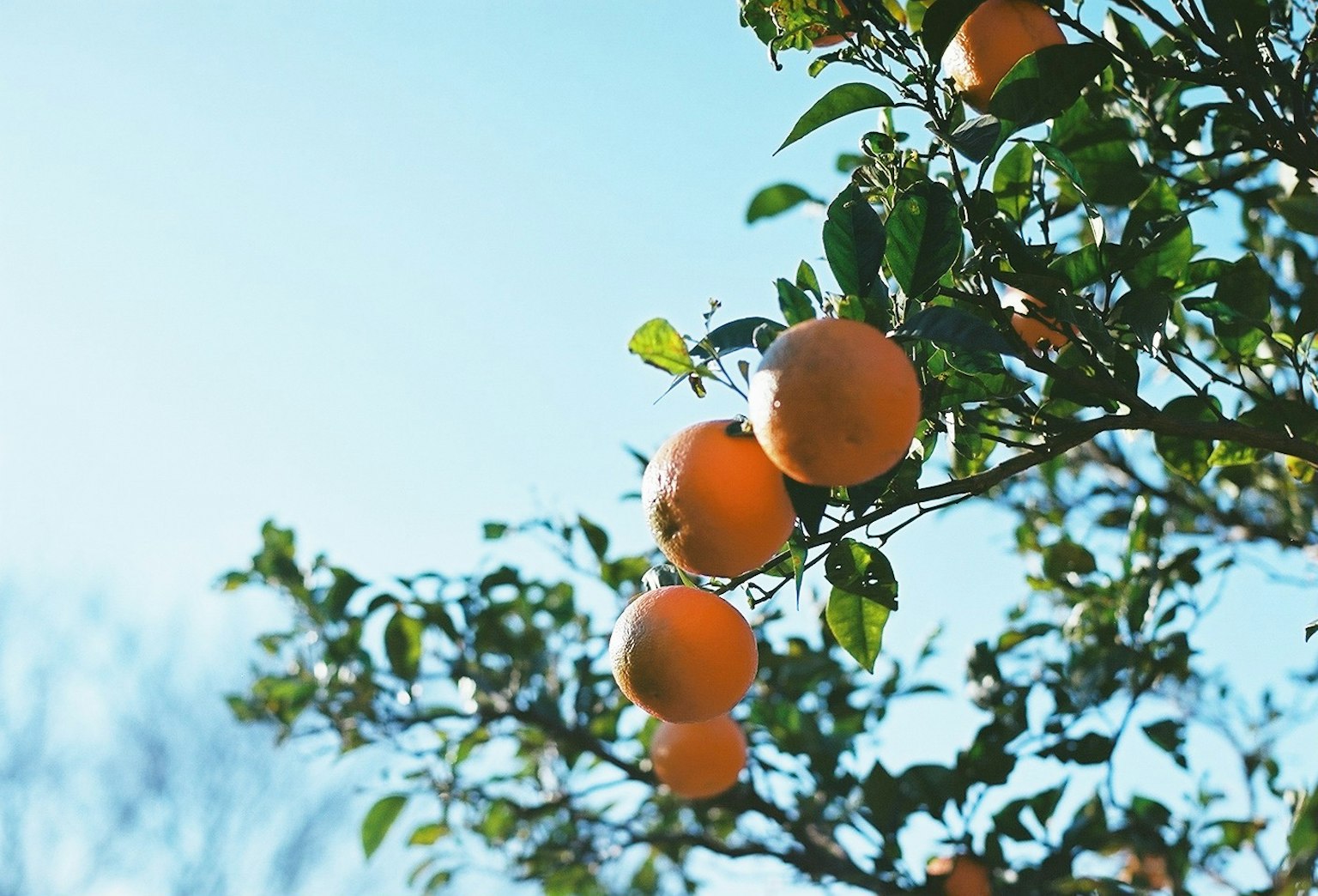 Ramo di arancio con arance mature sotto un cielo blu