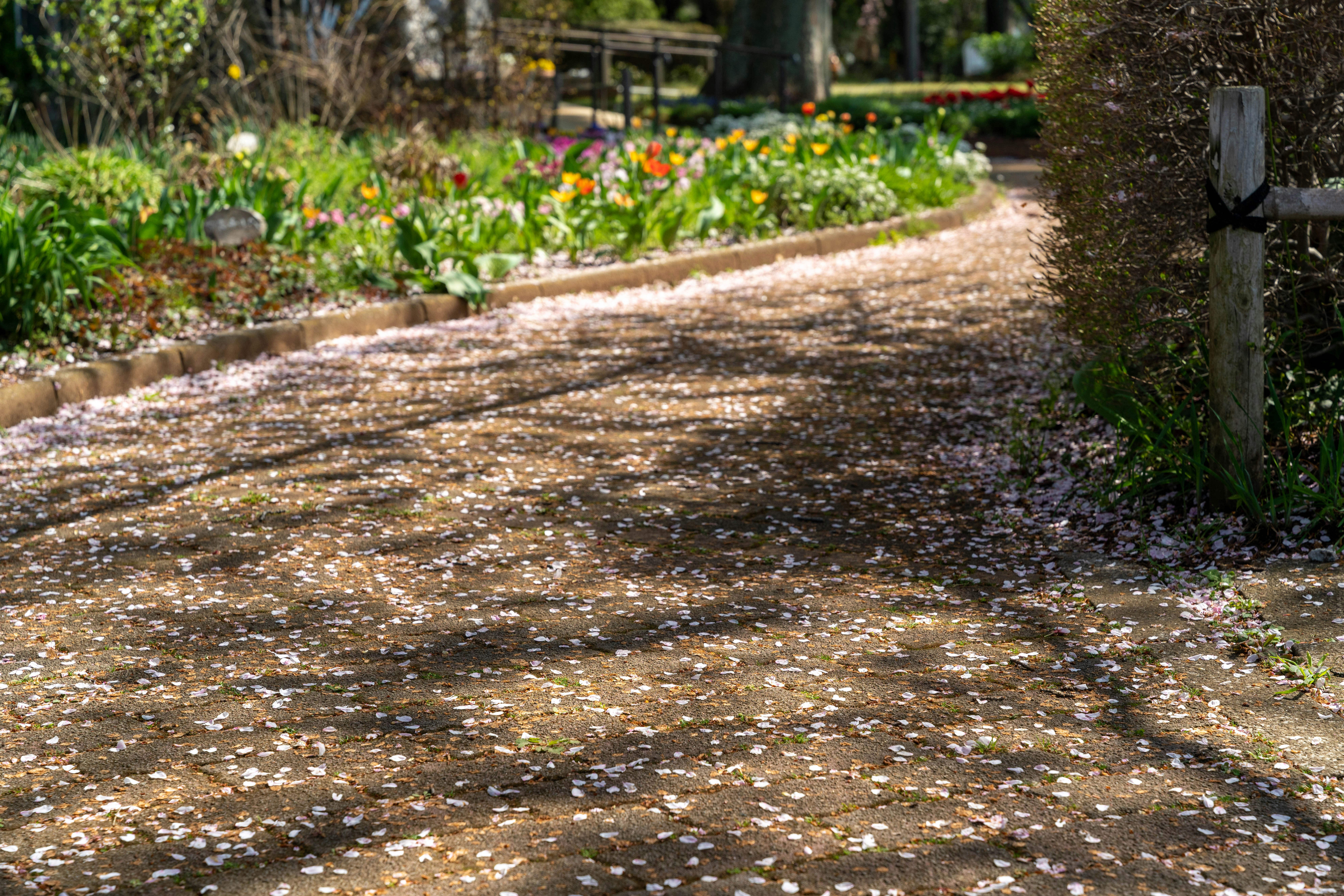 allée de jardin avec eau qui s’écoule et massifs de fleurs