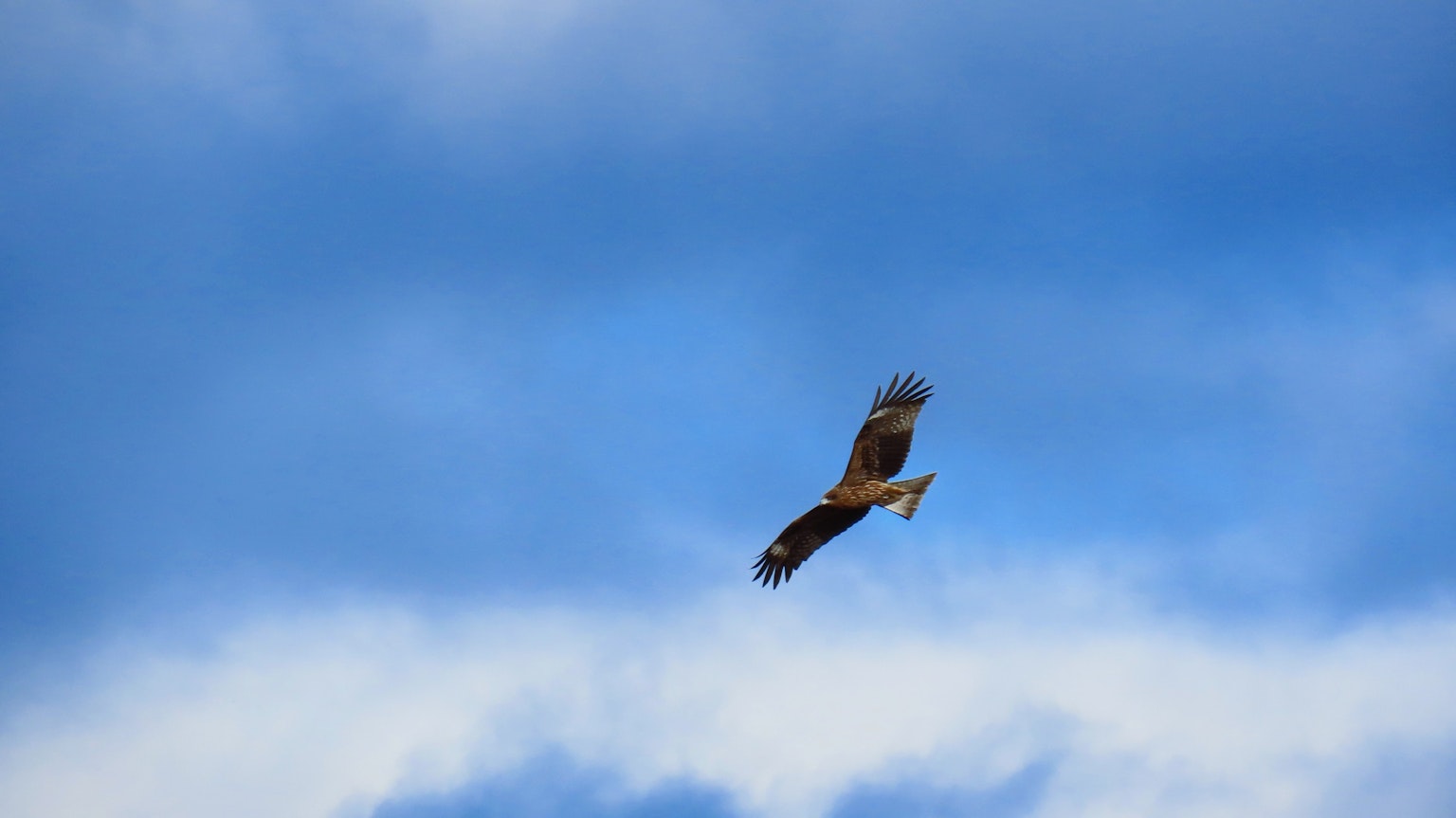 Un falco che vola contro un cielo blu