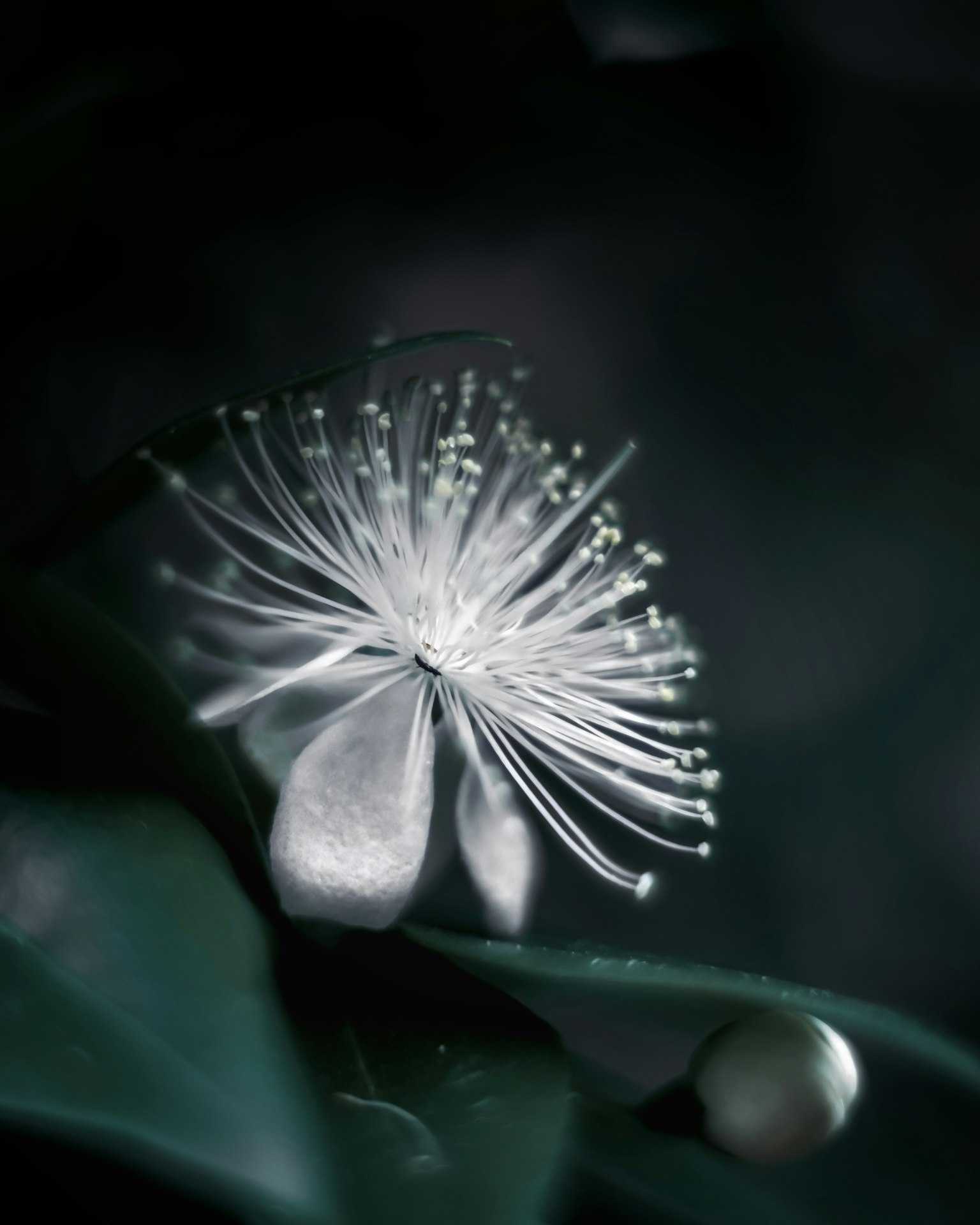Fleur blanche délicate avec des structures complexes sur fond sombre