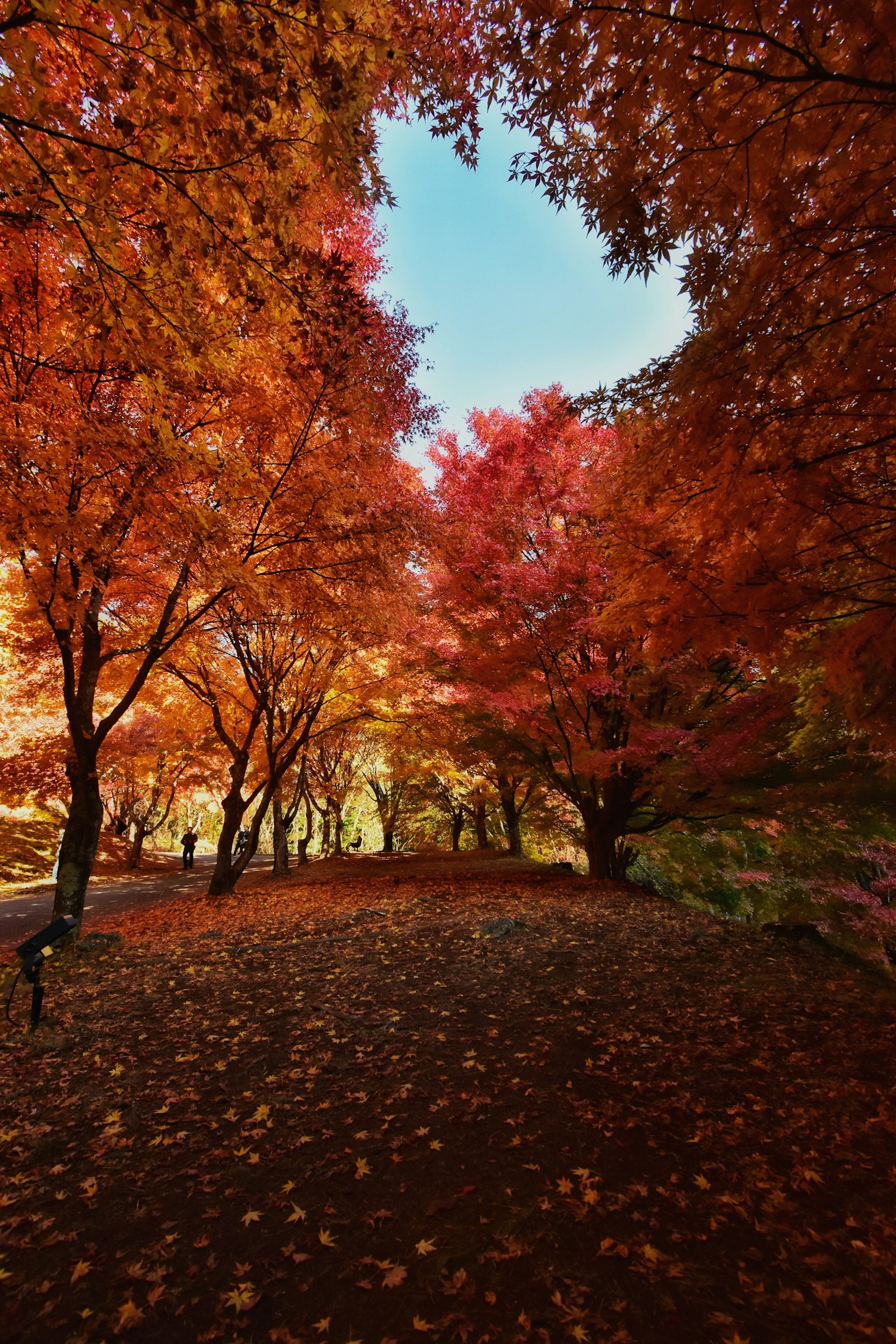 秋の紅葉に囲まれた小道の風景