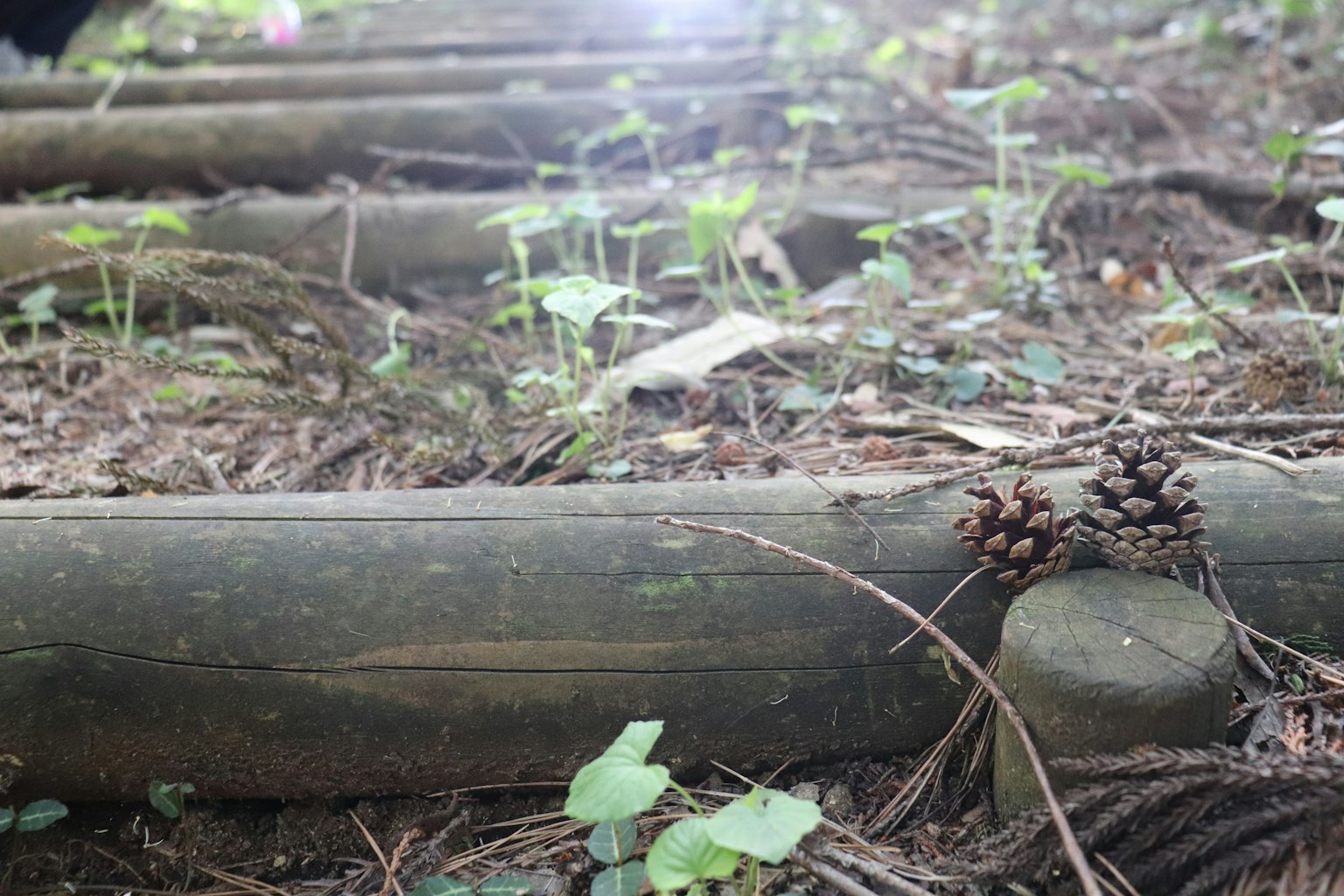 Lantai hutan dengan batang pohon dan kerucut pinus