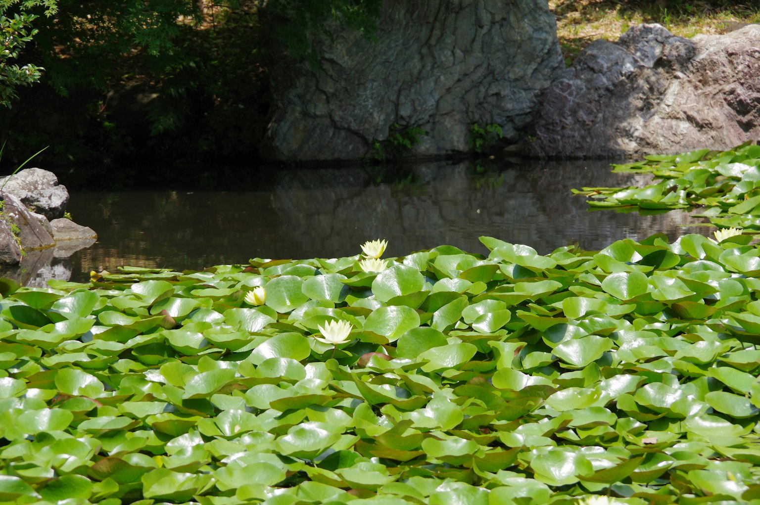 Lily pads floating on a pond with a rocky background