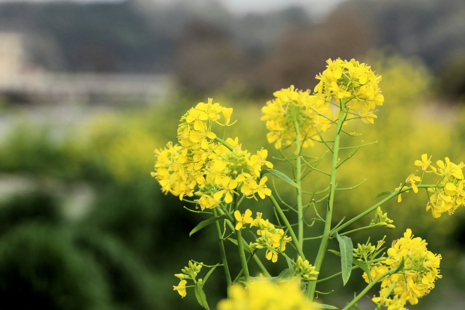 Nahaufnahme von gelben Rapsblüten mit unscharfem Hintergrund