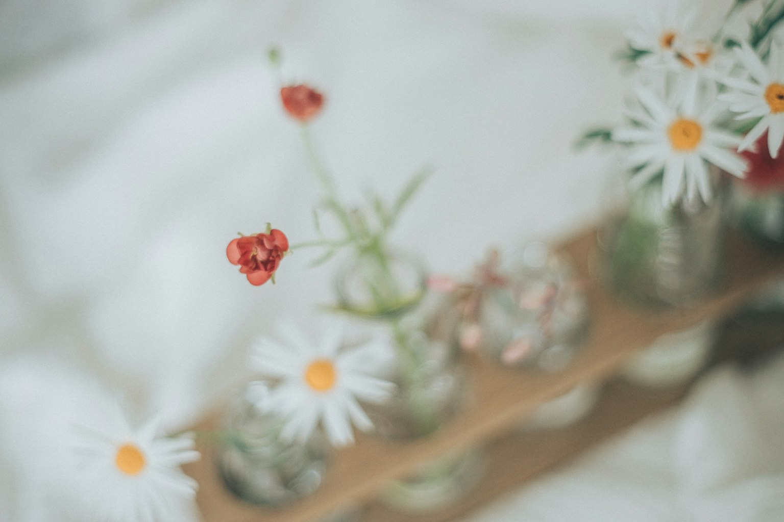 Anordnung von weißen Blumen und roten Beeren in Glasvasen