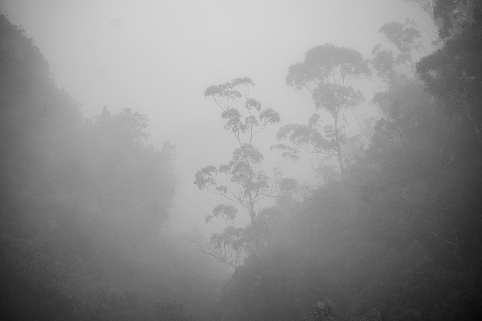 Nebeliger Wald mit kaum sichtbaren Bäumen