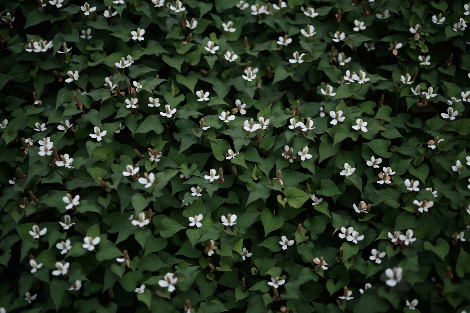 Un paesaggio di piccoli fiori bianchi circondati da foglie verdi