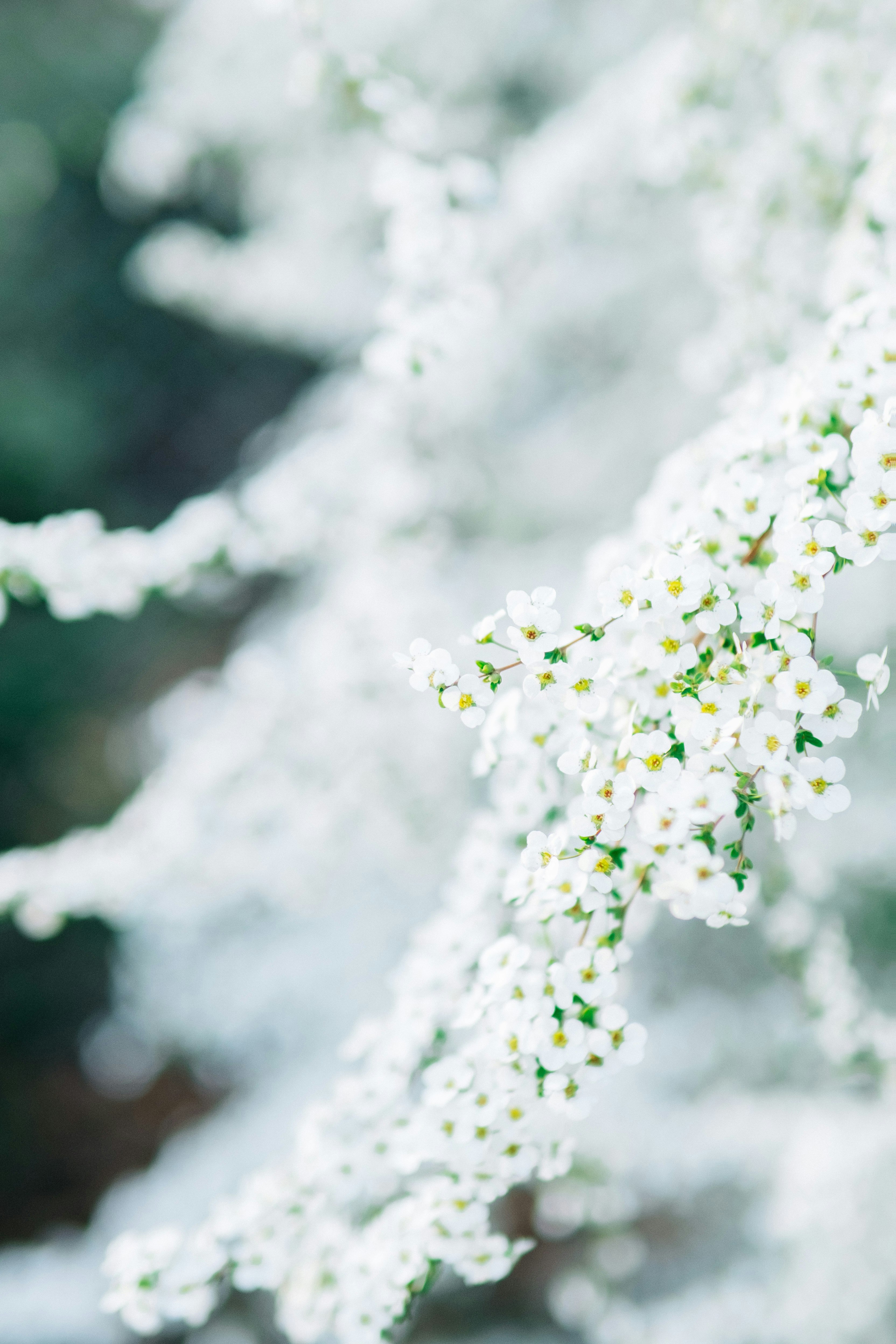 白い小花が咲くボケのある庭の花