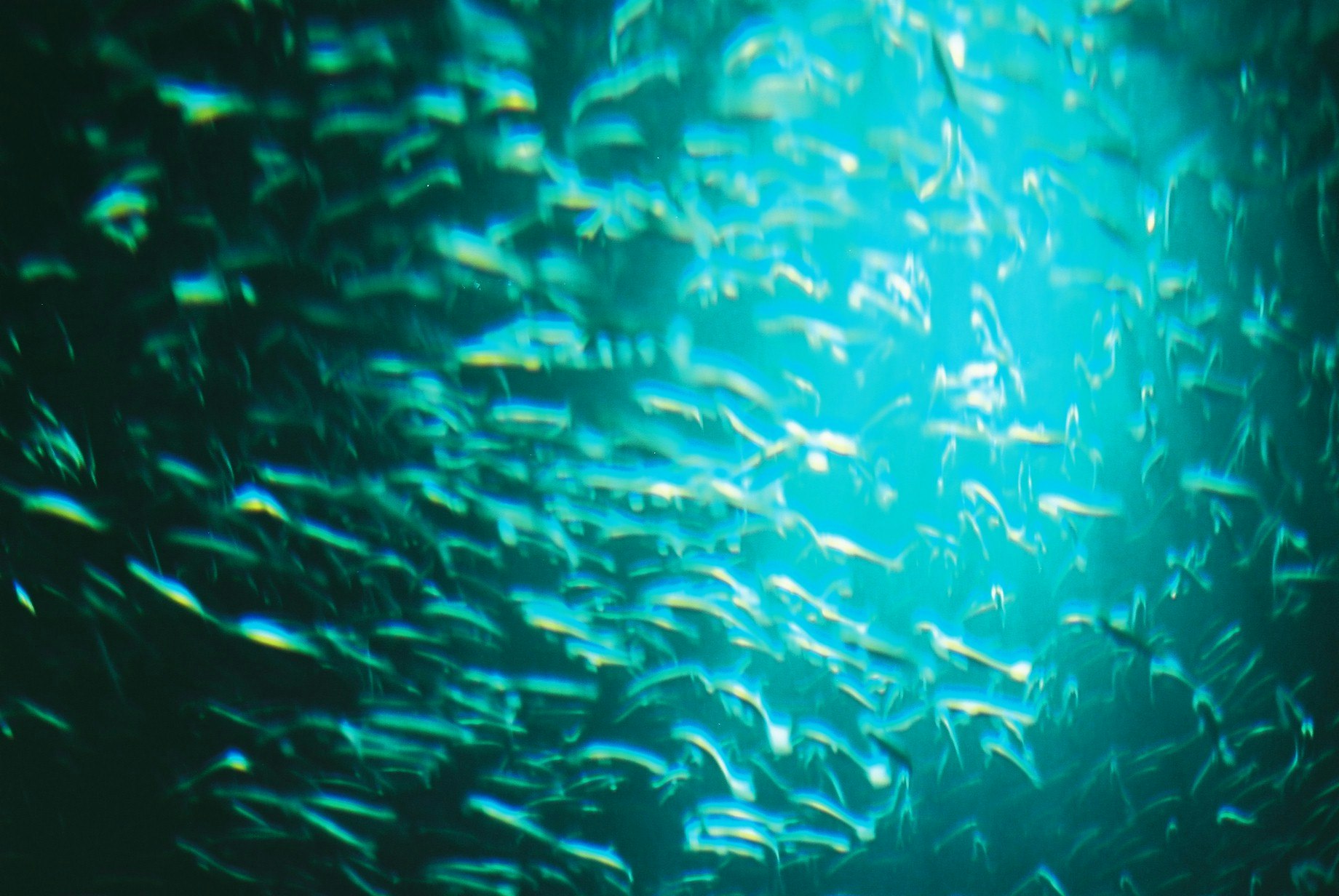 青い海中を群れで泳ぐ魚の群れ