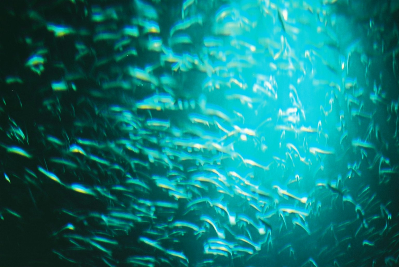 Sekolah ikan yang berenang di air biru