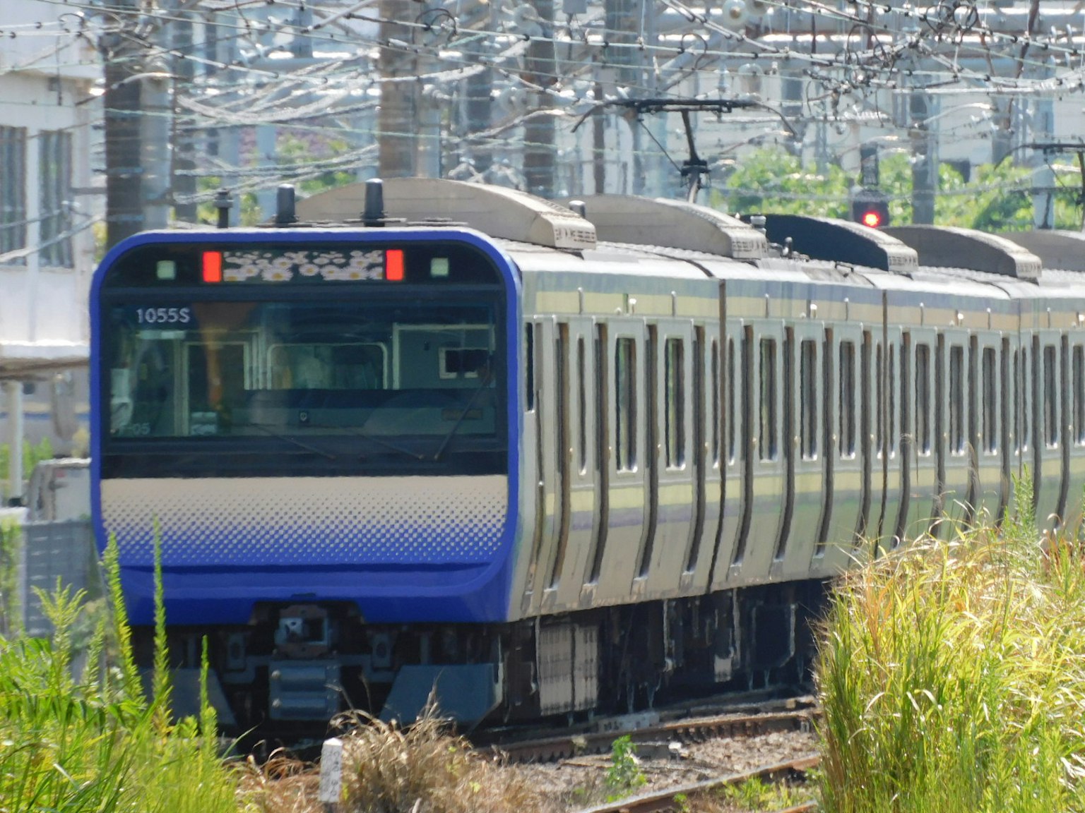 Treno blu sui binari con erba verde