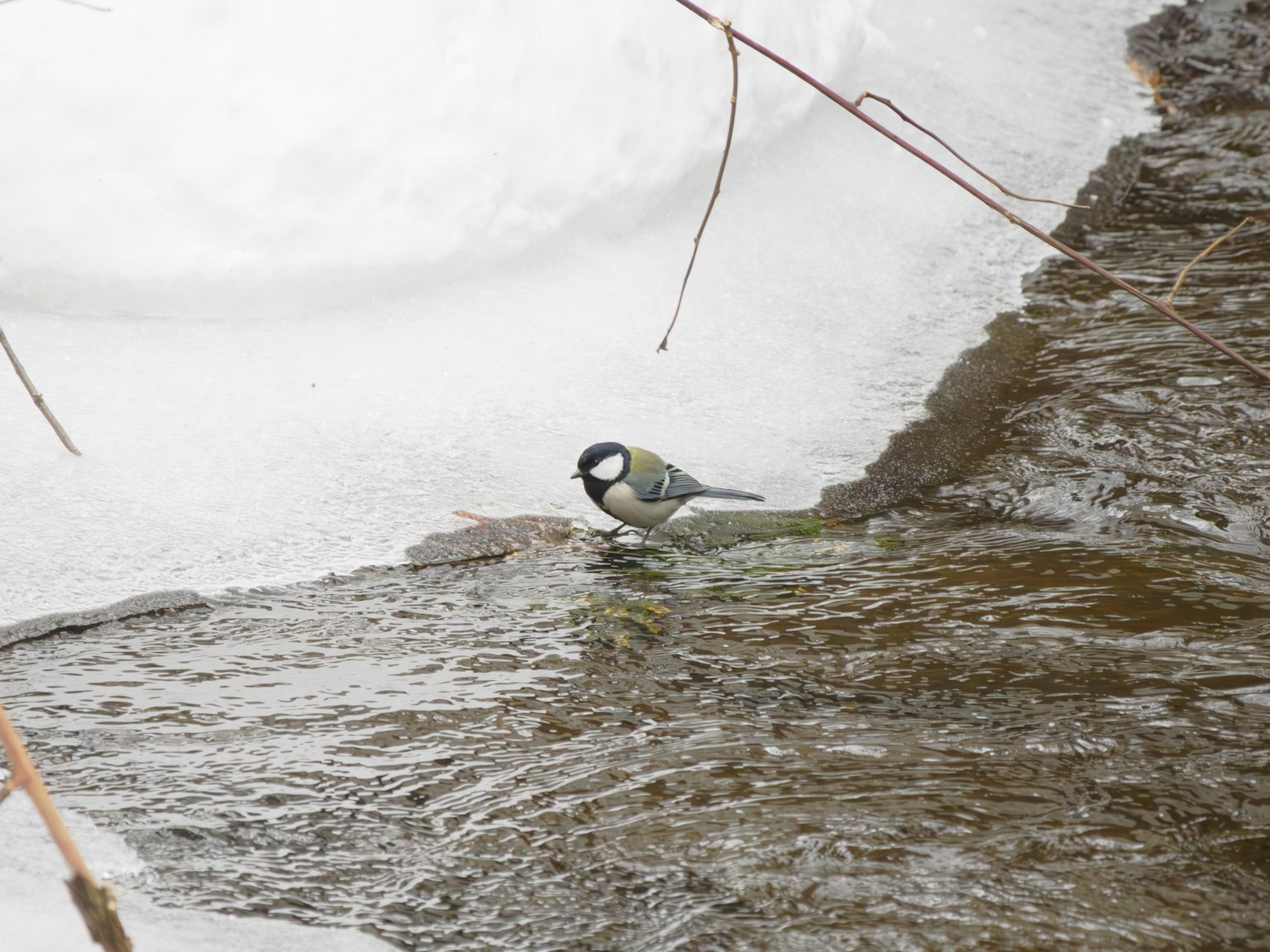 Un piccolo uccello vicino a un ruscello coperto di neve