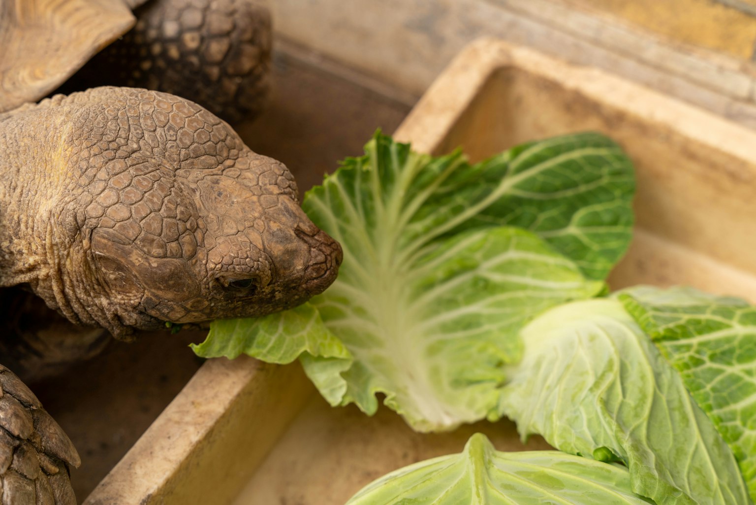 Tortoise eating a cabbage leaf