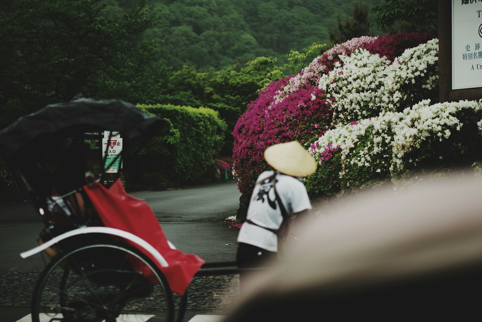 คนเดินบนเส้นทางที่มีดอกบูกาเวลียาสีสันสดใส