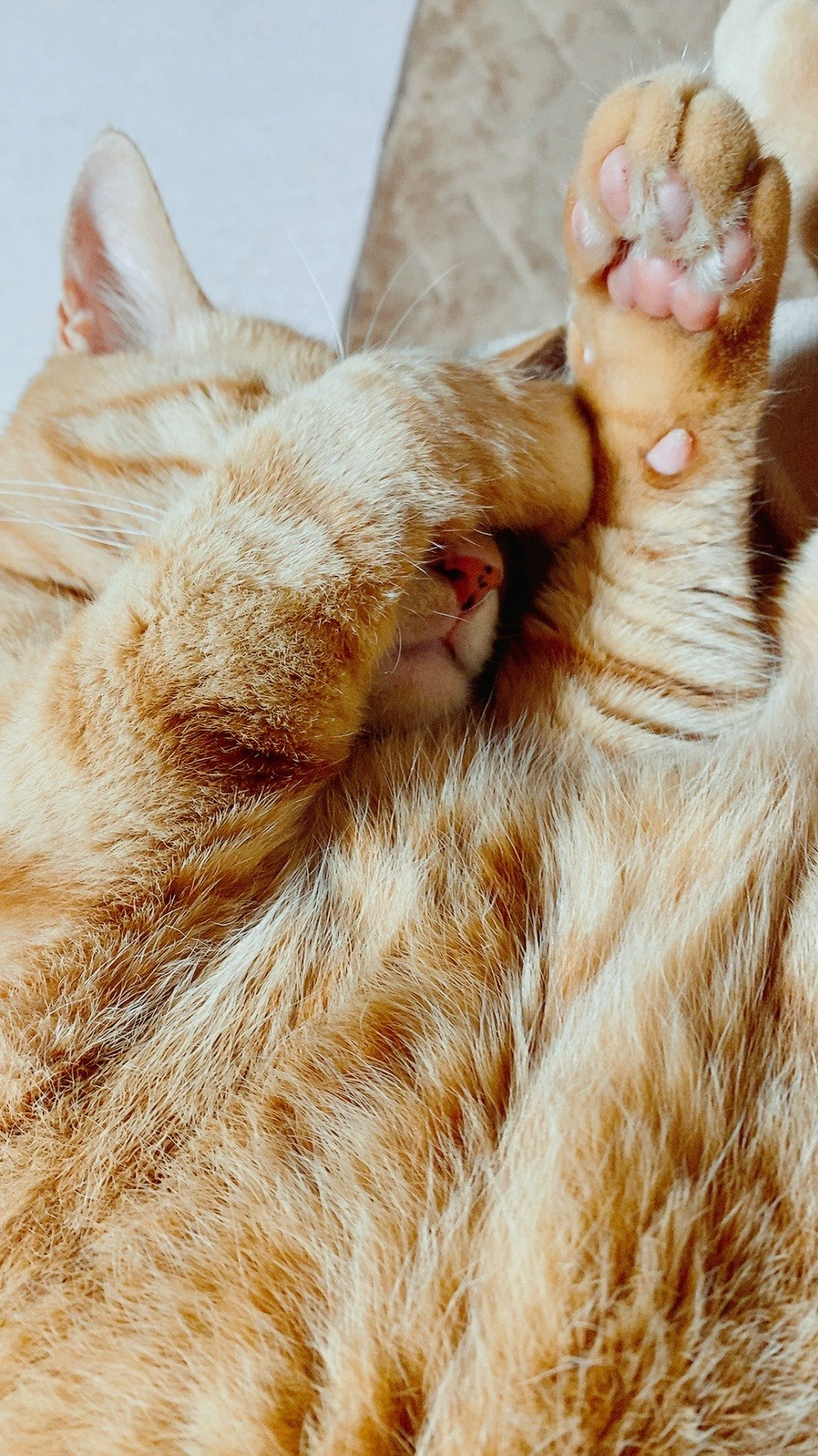 用遮眼布熟睡的猫