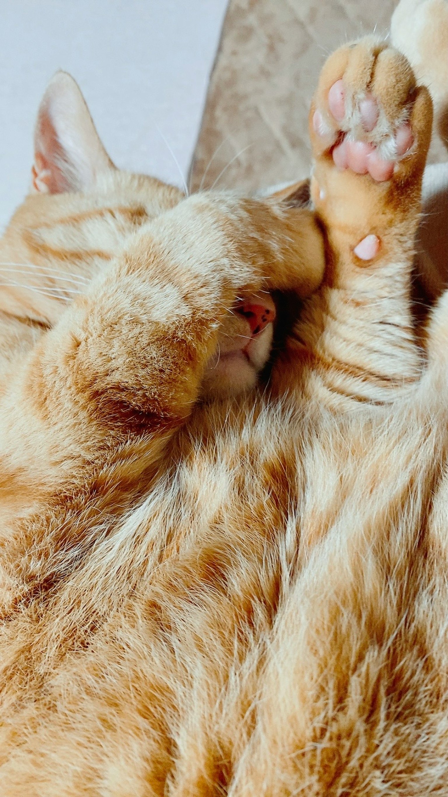 Gros plan d'un chat orange endormi se couvrant le visage avec ses pattes