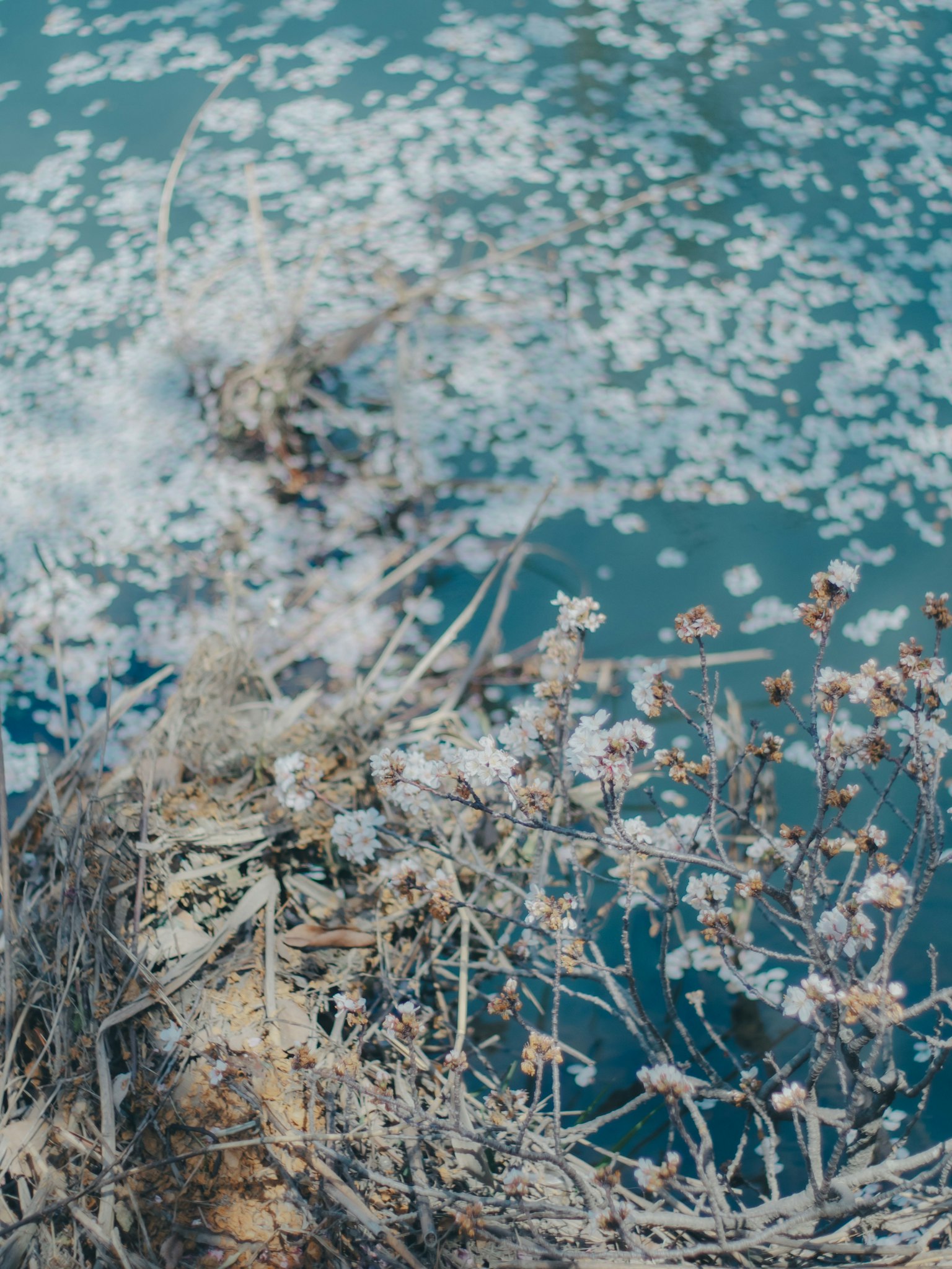 Close-up of plants and petals floating on water surface