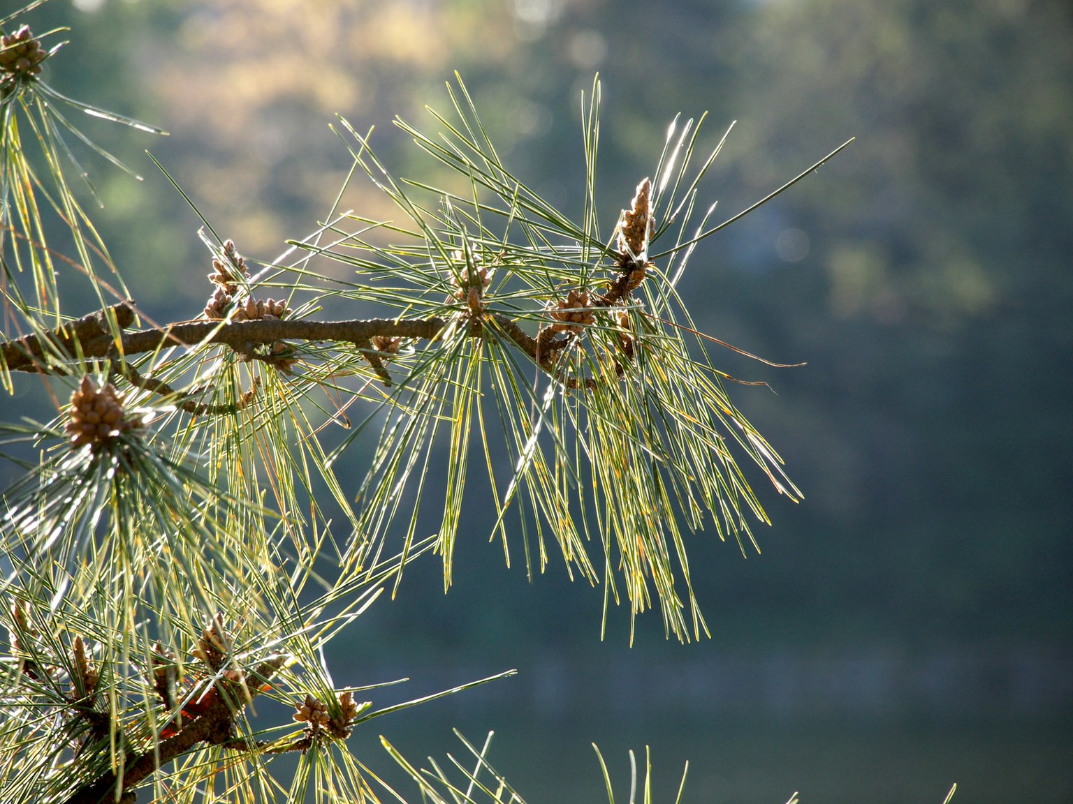Close-up of a pine tree branch with needle leaves and cones