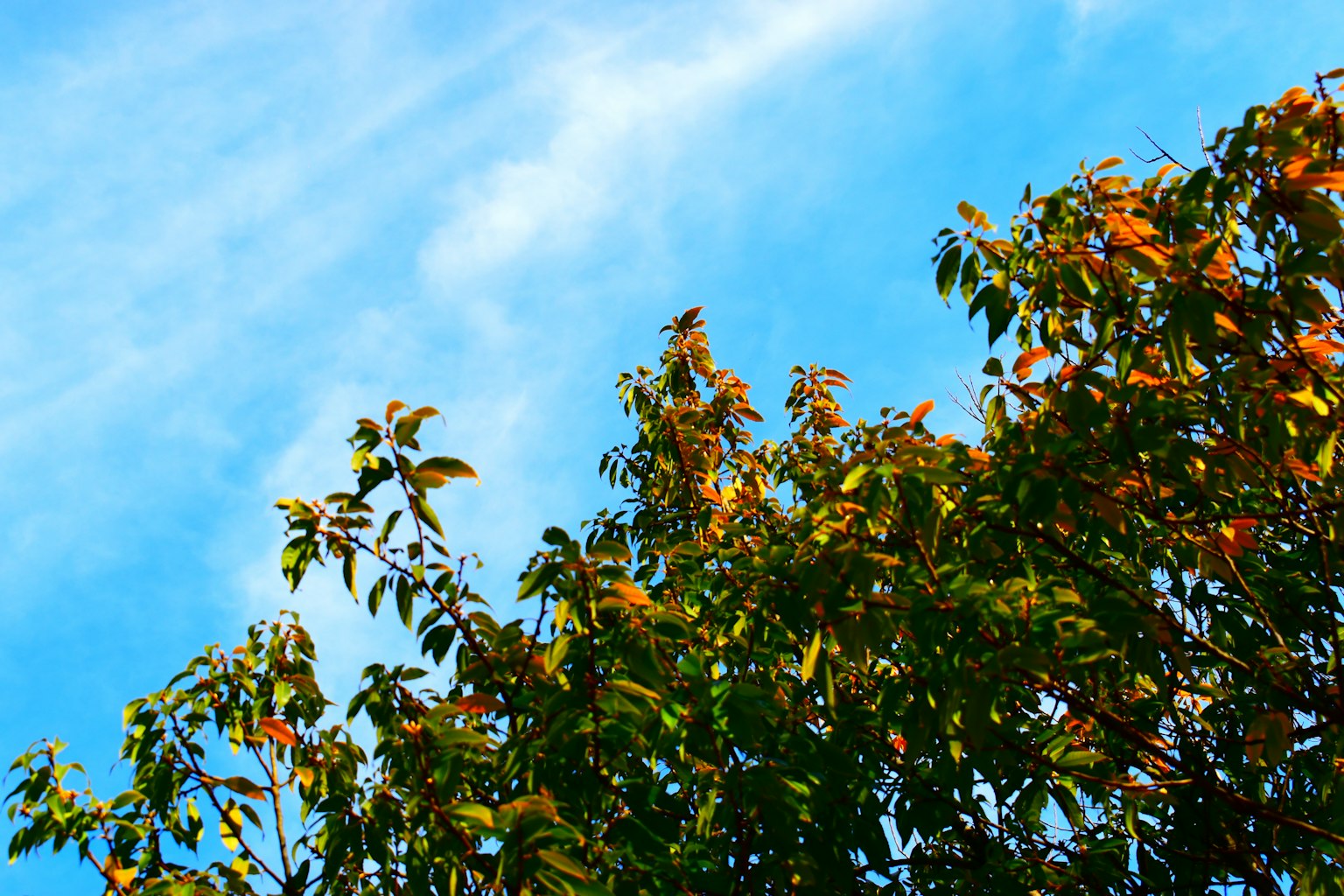Feuilles colorées contre un ciel bleu