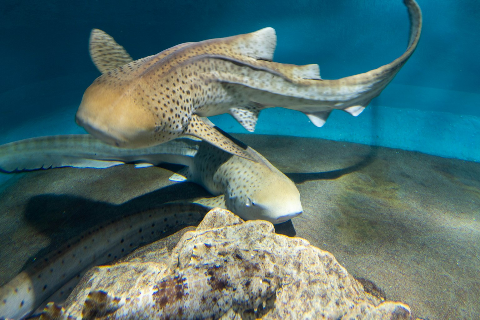 Un requin et une anguille nageant dans un aquarium