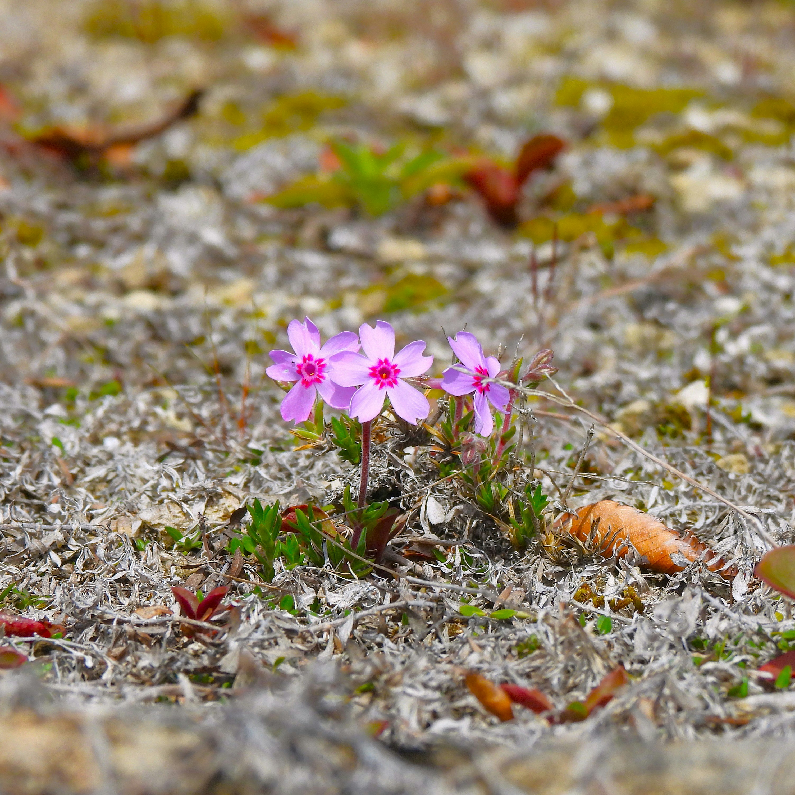 京都府立植物園の砂地に咲くピンクの花