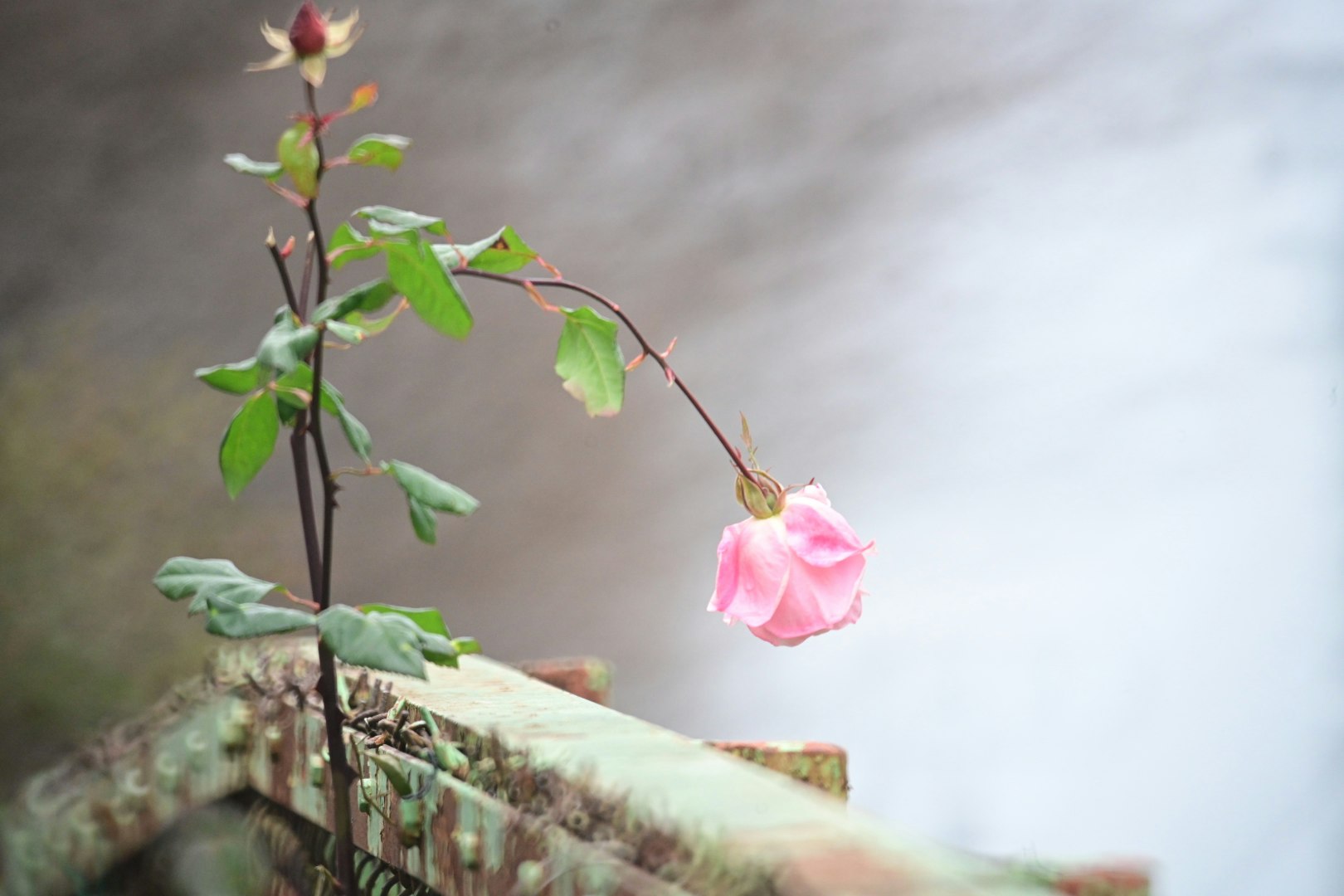 塀の上に咲く一輪のピンクの花