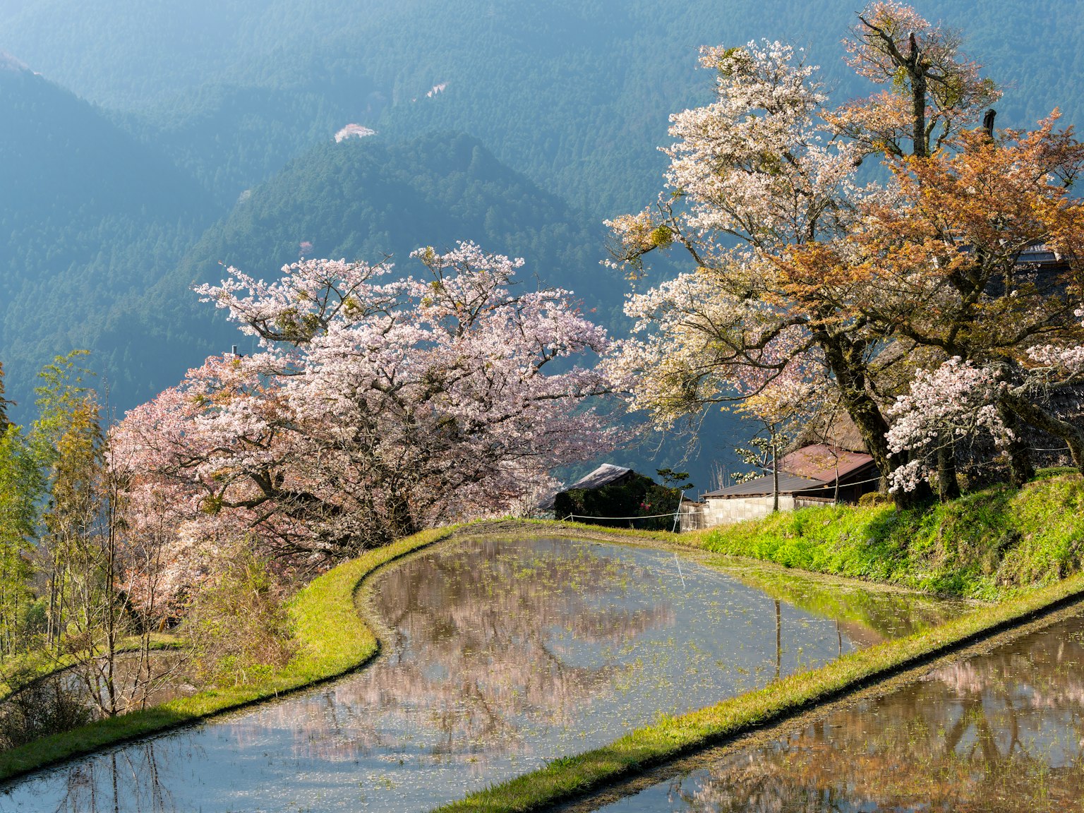 风景如画的水稻梯田与樱花树