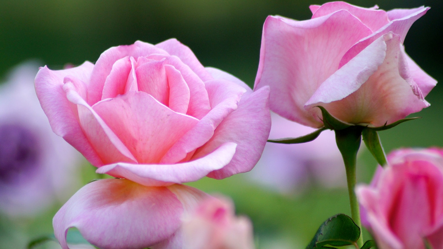 Schöne Szene mit blühenden rosa Rosen