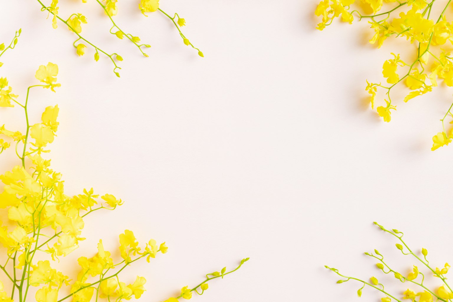 Yellow flowers arranged around a simple background