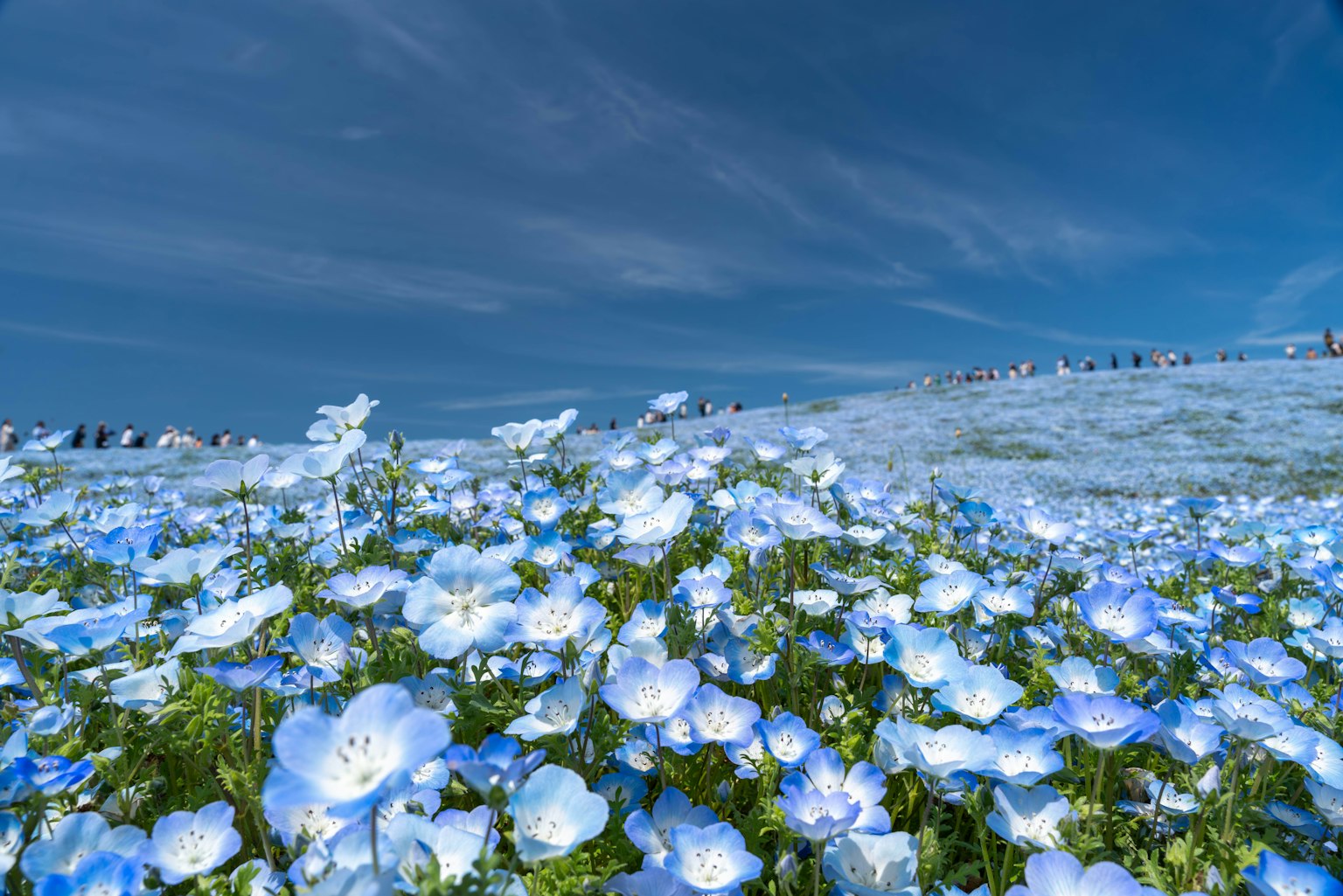 Feld blühender blauer Blumen unter einem klaren Himmel