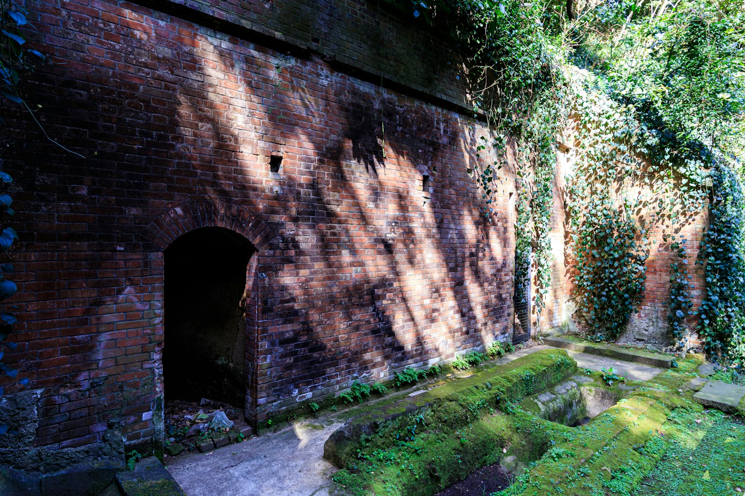 Ruinas de un muro de ladrillo antiguo cubiertas de musgo y enredaderas verdes con sombras