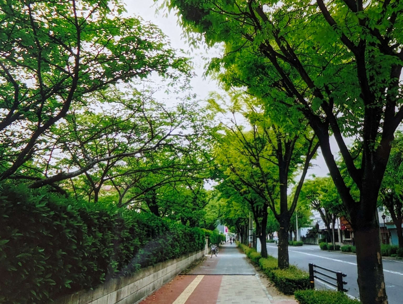 Scenic tree-lined pathway with lush greenery