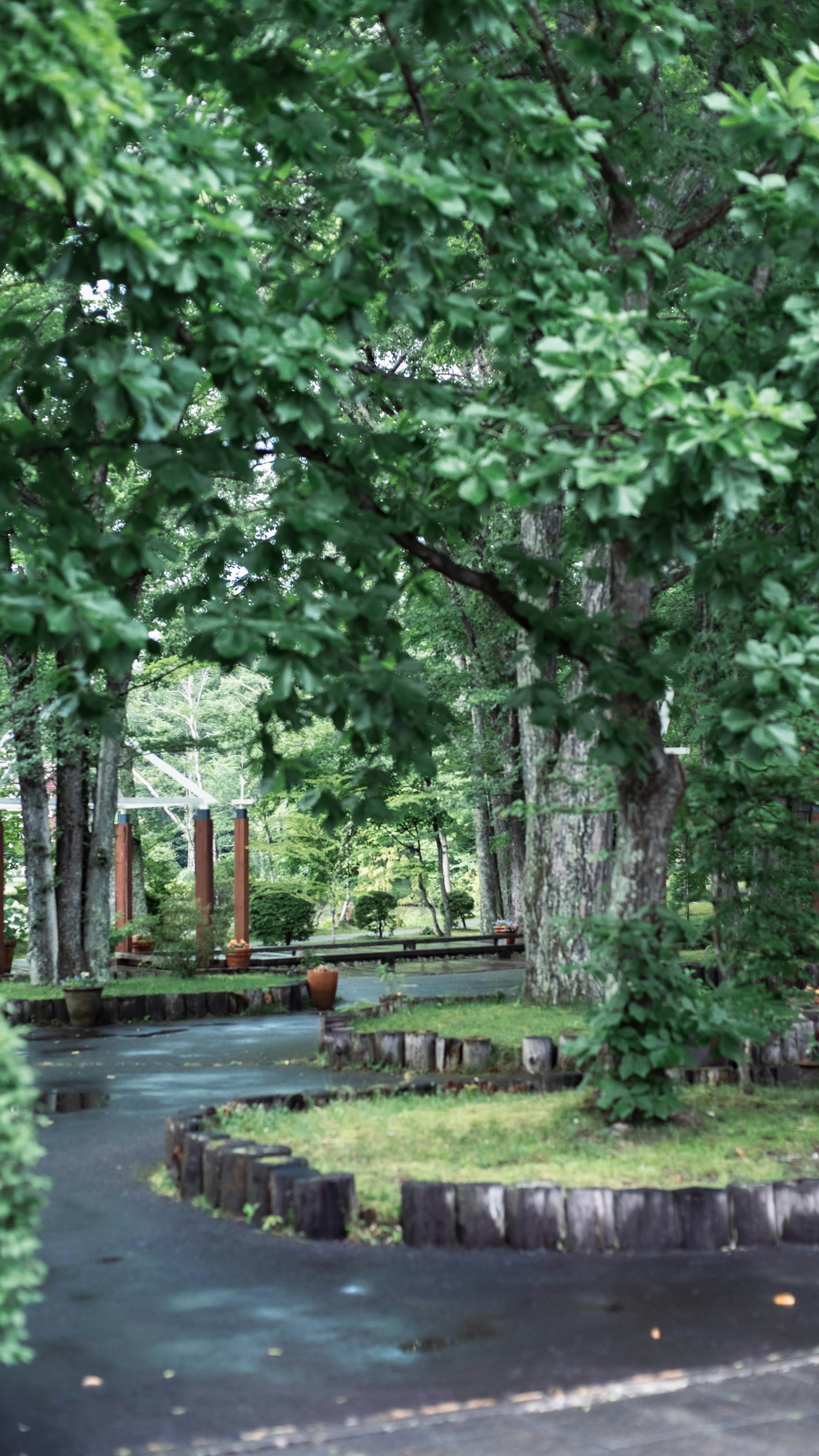 Sentier pittoresque dans un parc verdoyant avec des arbres