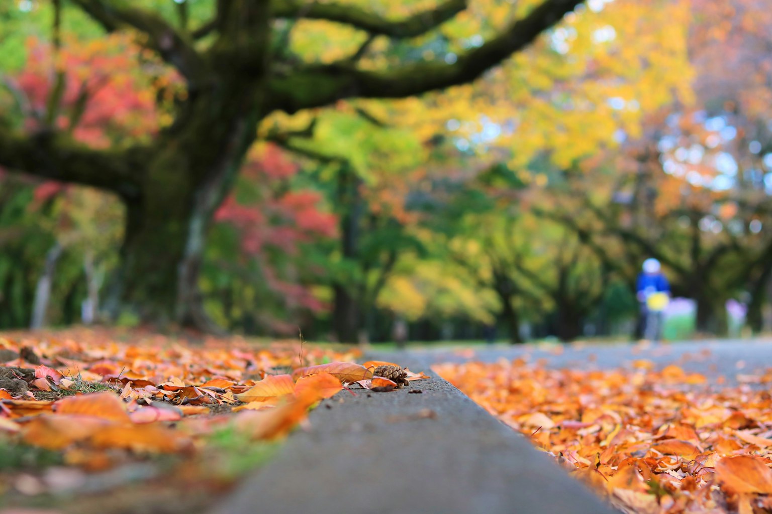Des feuilles d'automne colorées s'étendent sur le sol dans un parc