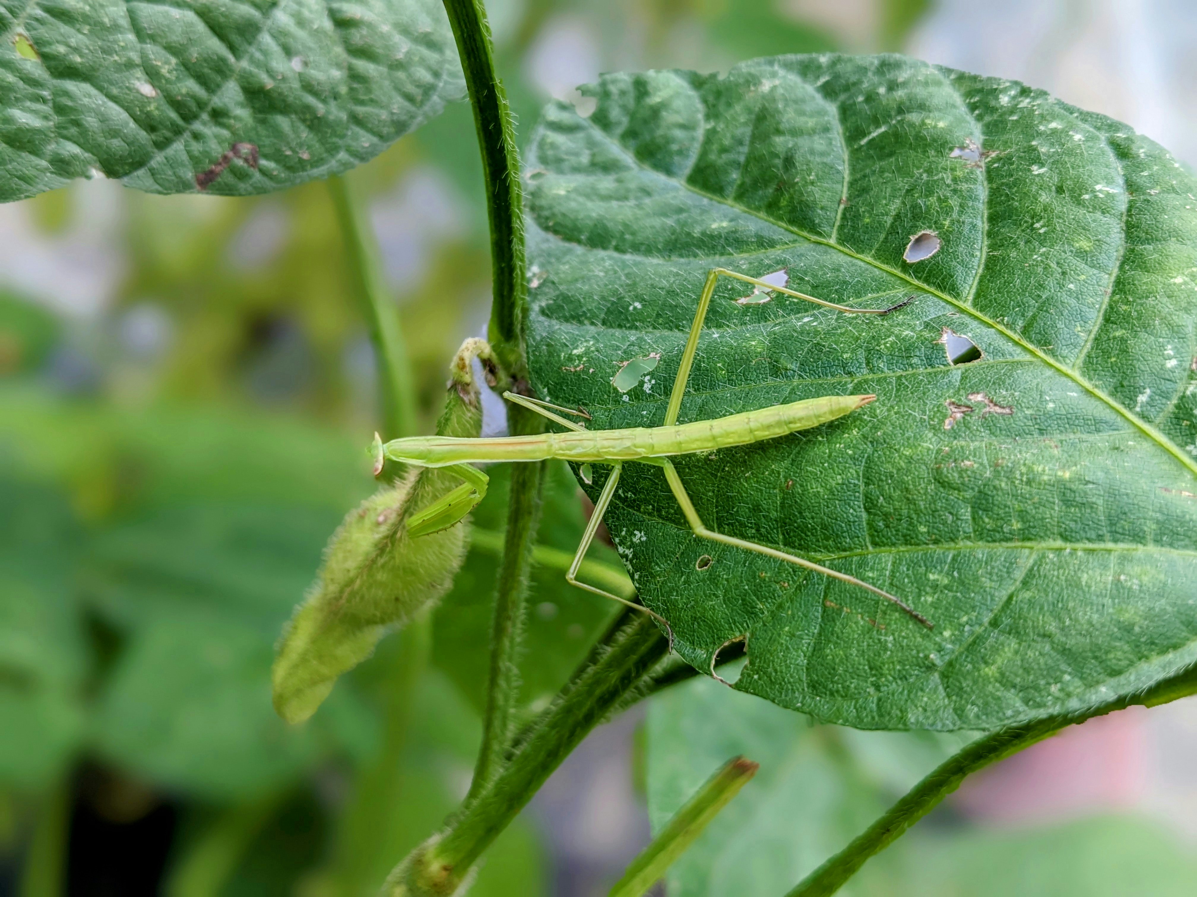 macro image of a grasshopper on a leaf