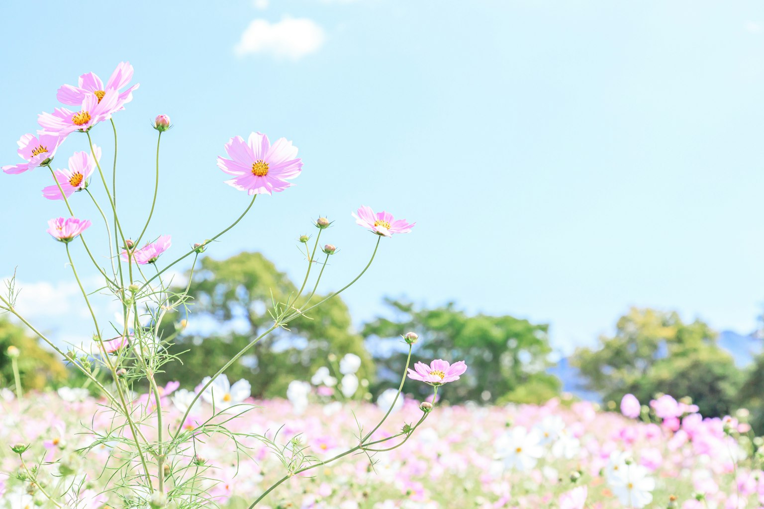 Flores rosas floreciendo bajo un cielo azul con árboles verdes al fondo