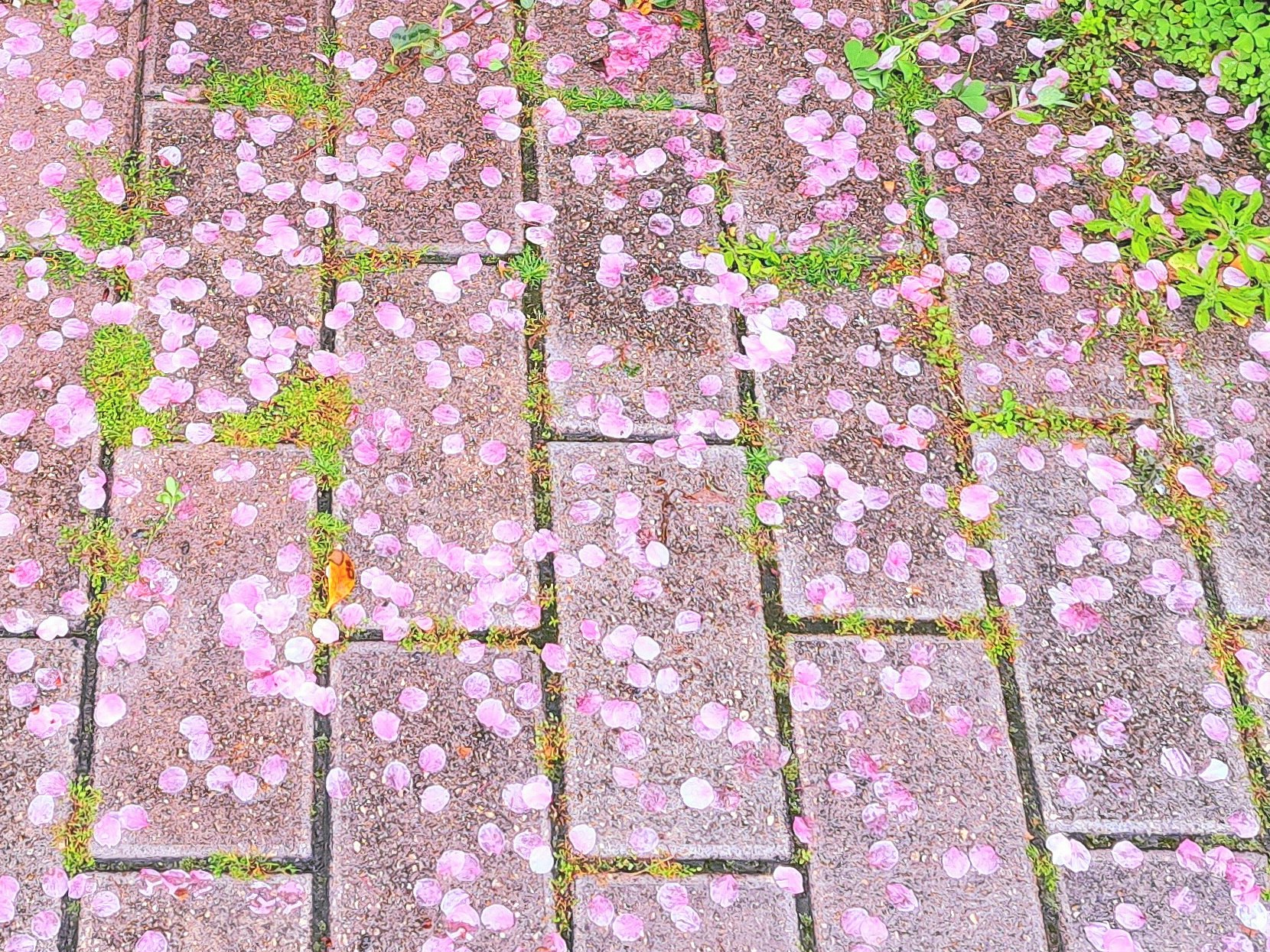石畳の上に散る桜の花びらと春の緑