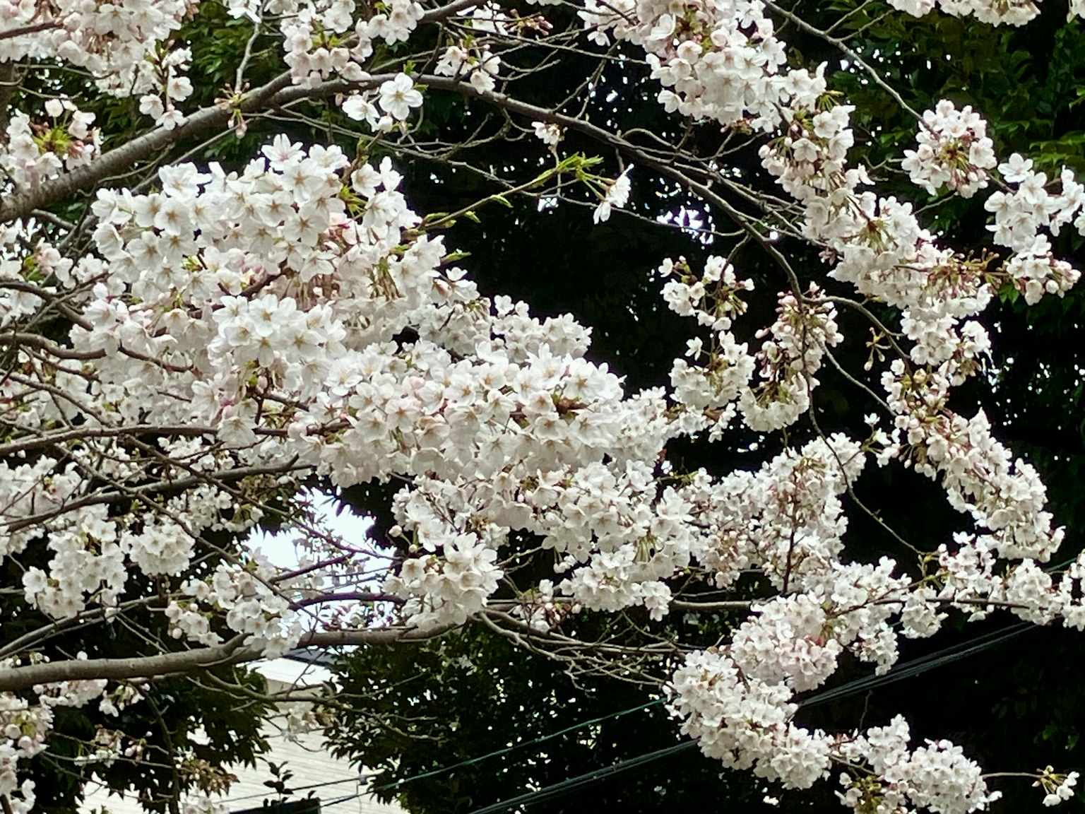 ภาพใกล้ชิดของกิ่งซากุระที่มีดอกไม้สีขาว